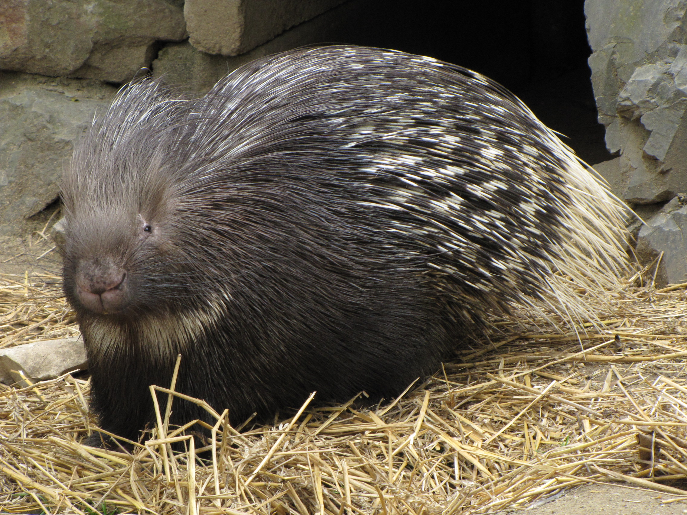 android porcupine, animal