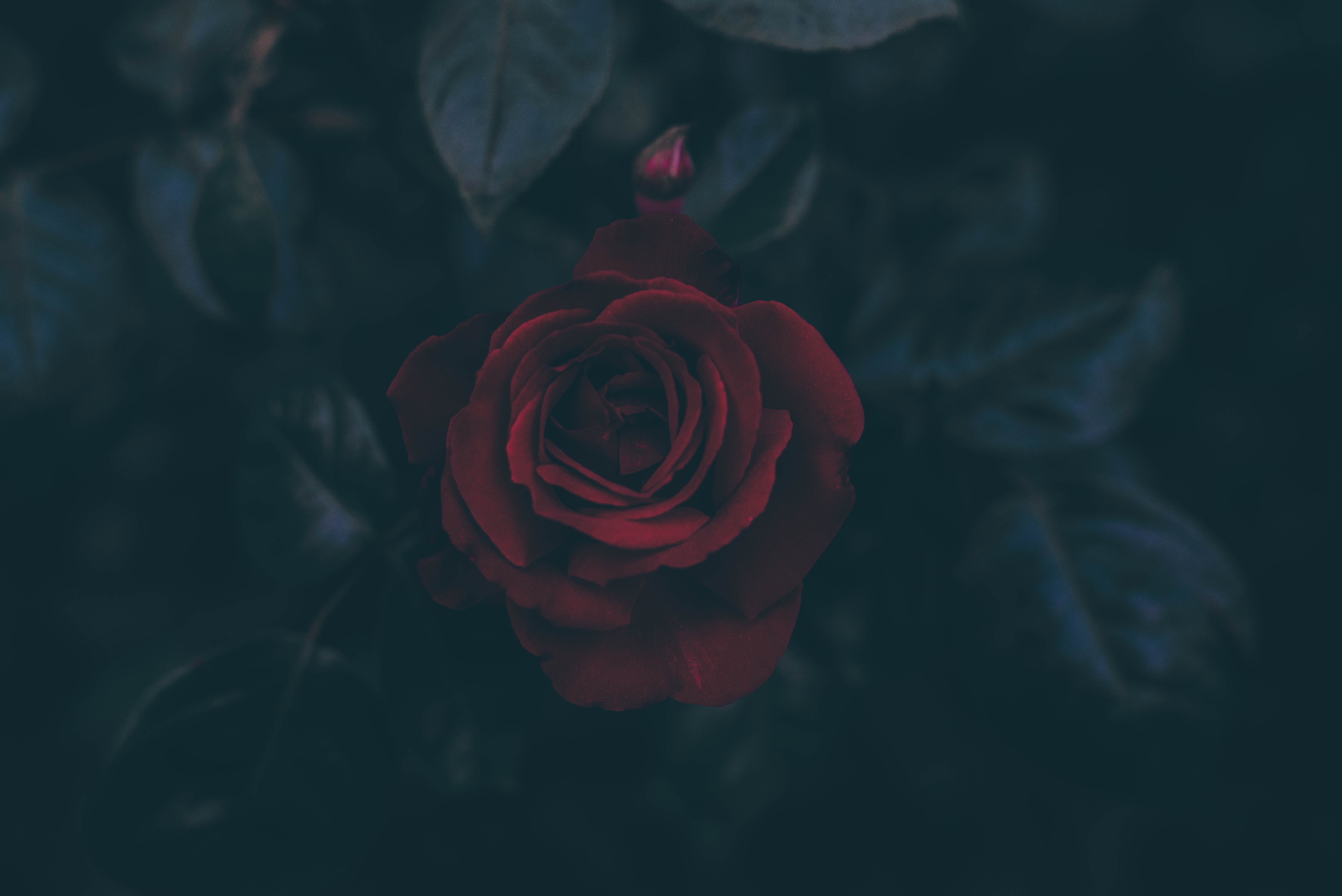 rose flower, bud, leaves, dark, rose 32K