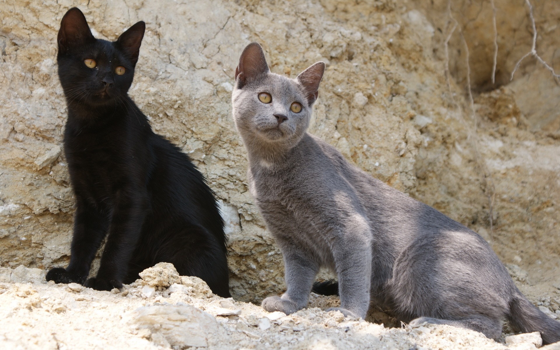 Брачный зов кошки. Черная и серая кошка. Серо черный кот. Черный кот и серая кошка. Серый и черный котики.