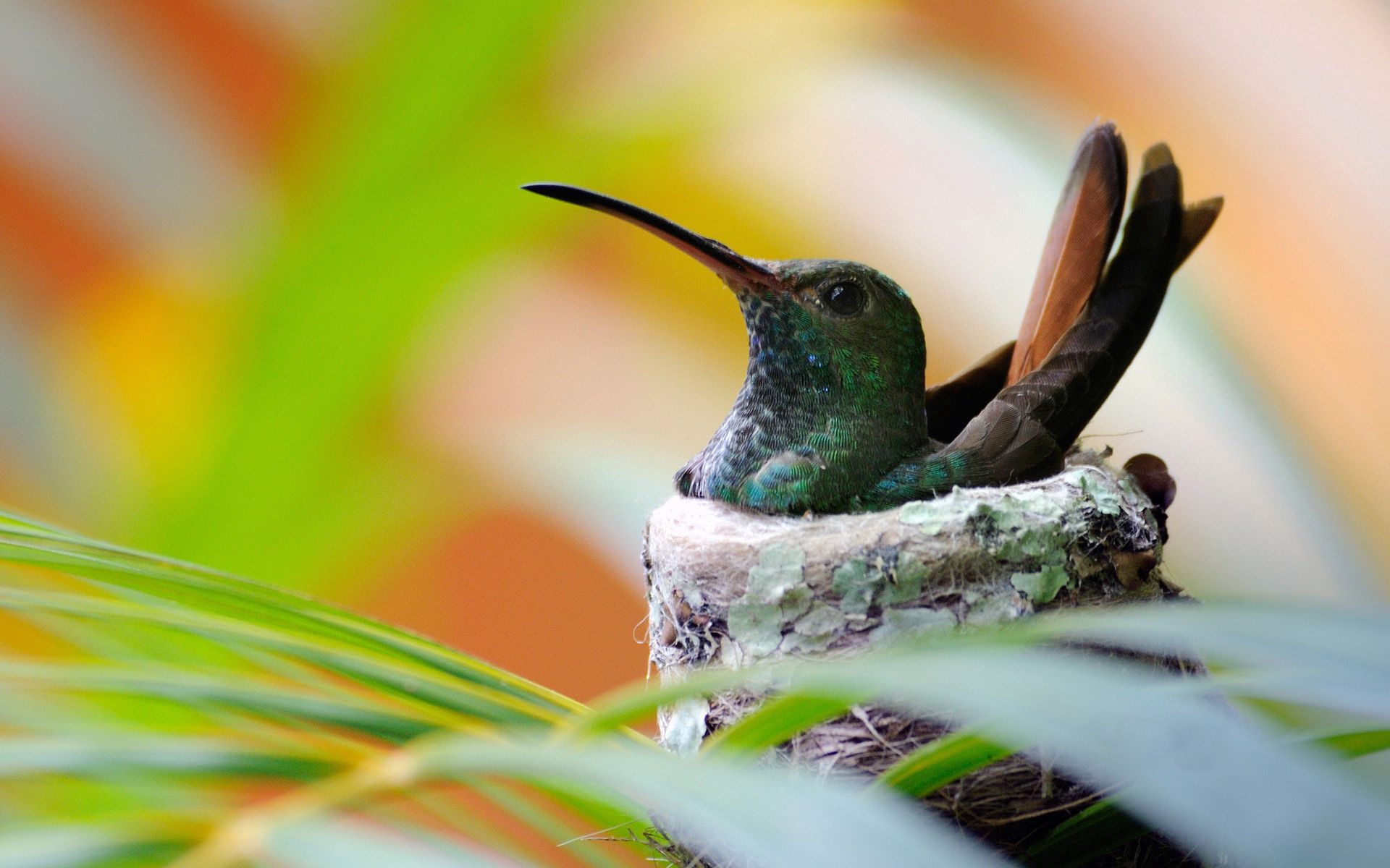 67023 Hintergrundbild herunterladen kolibris, tiere, vogel, nest - Bildschirmschoner und Bilder kostenlos
