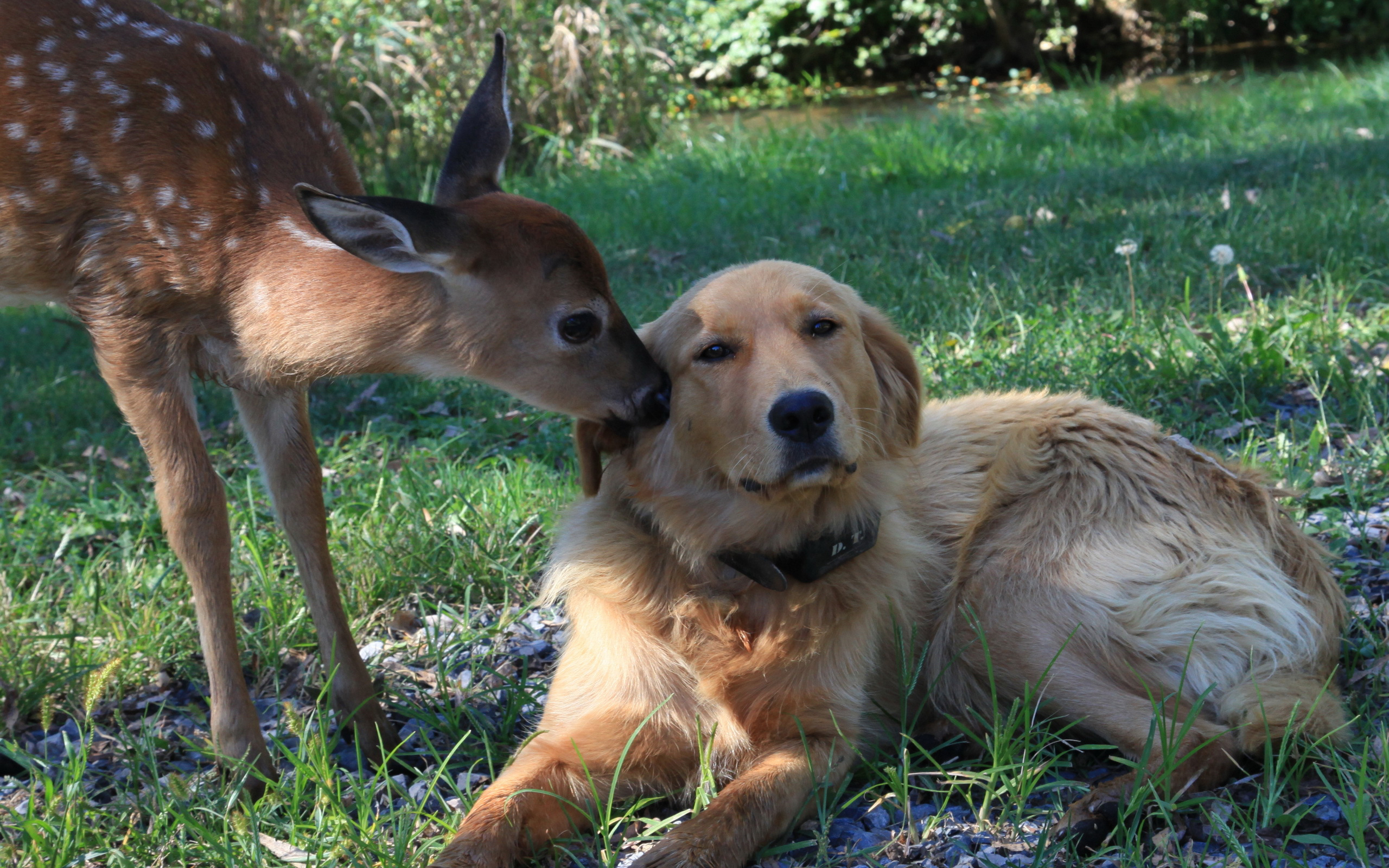570966壁紙のダウンロード動物, 可愛い, 鹿, 犬, 子鹿, 愛する-スクリーンセーバーと写真を無料で