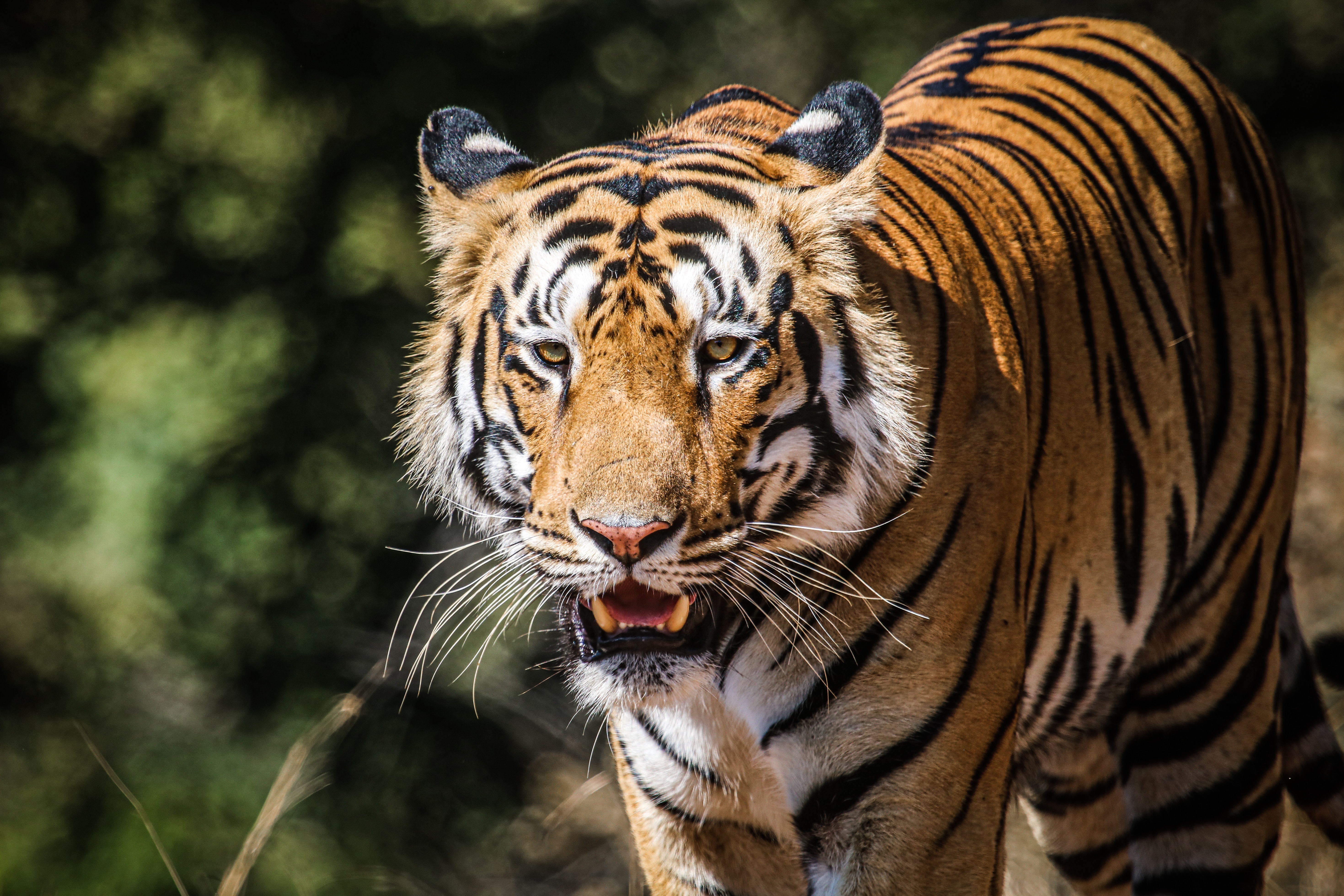 148079 免費下載壁紙 动物, 老虎, 捕食者, 大猫, 野生动物, 虎 屏保和圖片