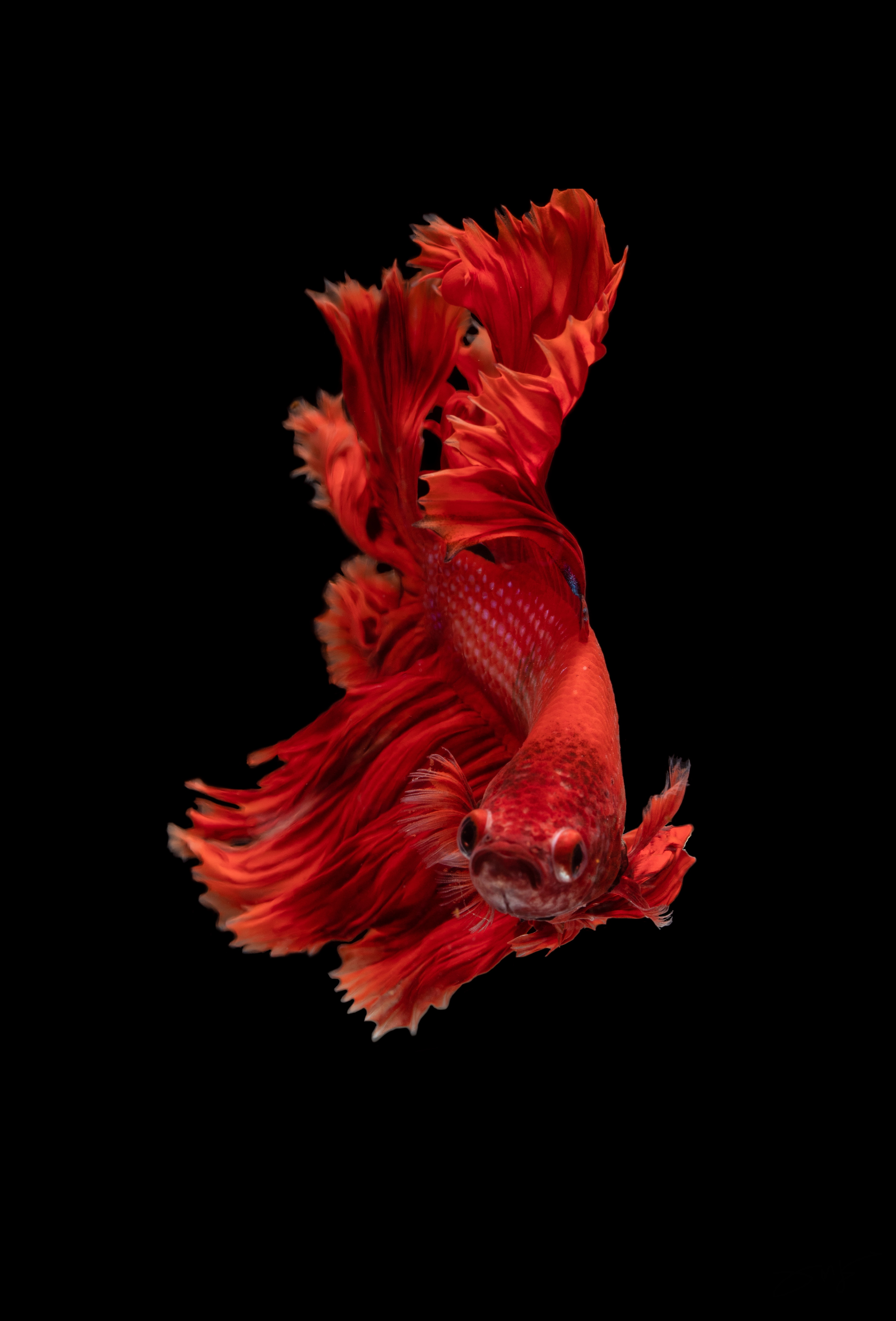 HD Small Fish Android Images