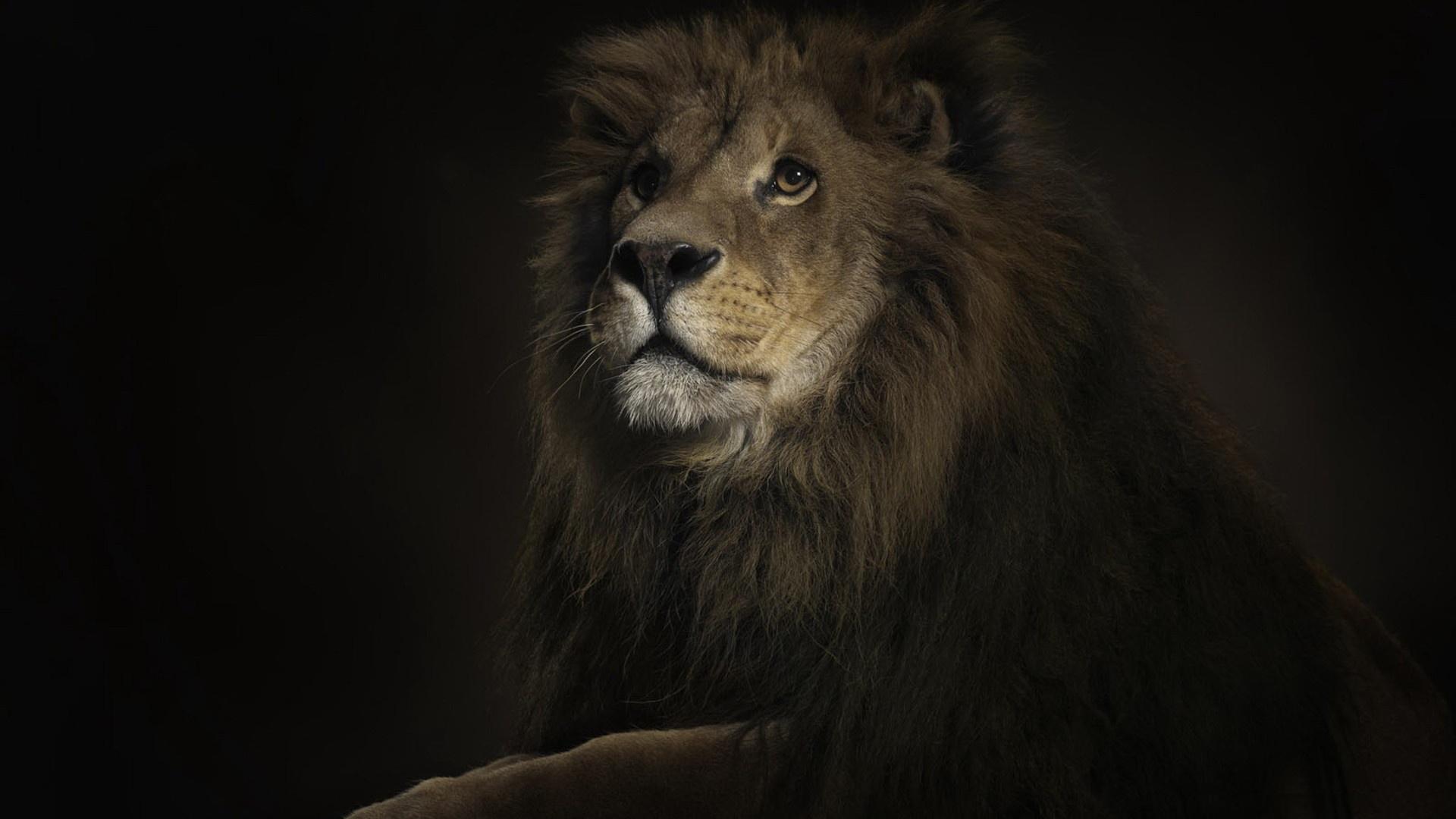 165306 免費下載壁紙 动物, 狮子, 猫 屏保和圖片