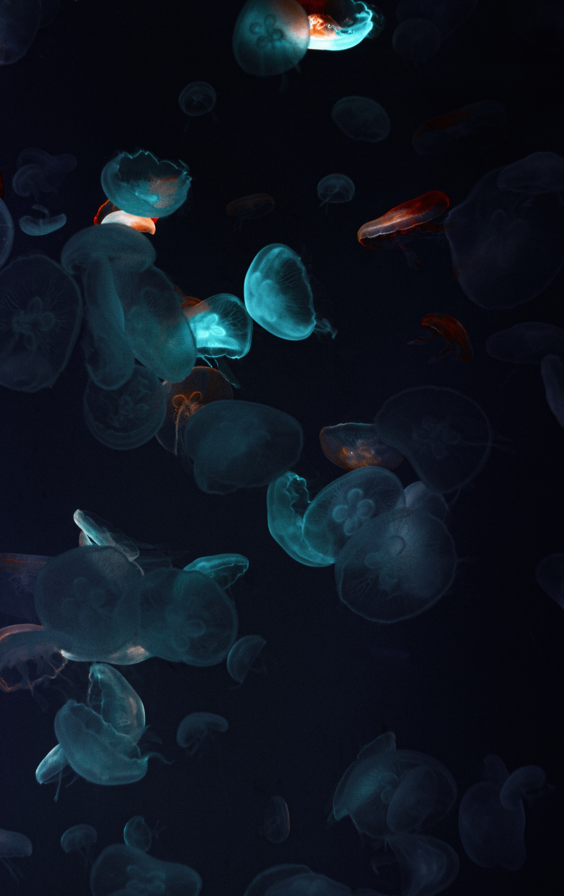 77896 Bild herunterladen jellyfish, schwarz, dunkel, das schwarze, unterwasserwelt, tentakel, tentakeln - Hintergrundbilder und Bildschirmschoner kostenlos