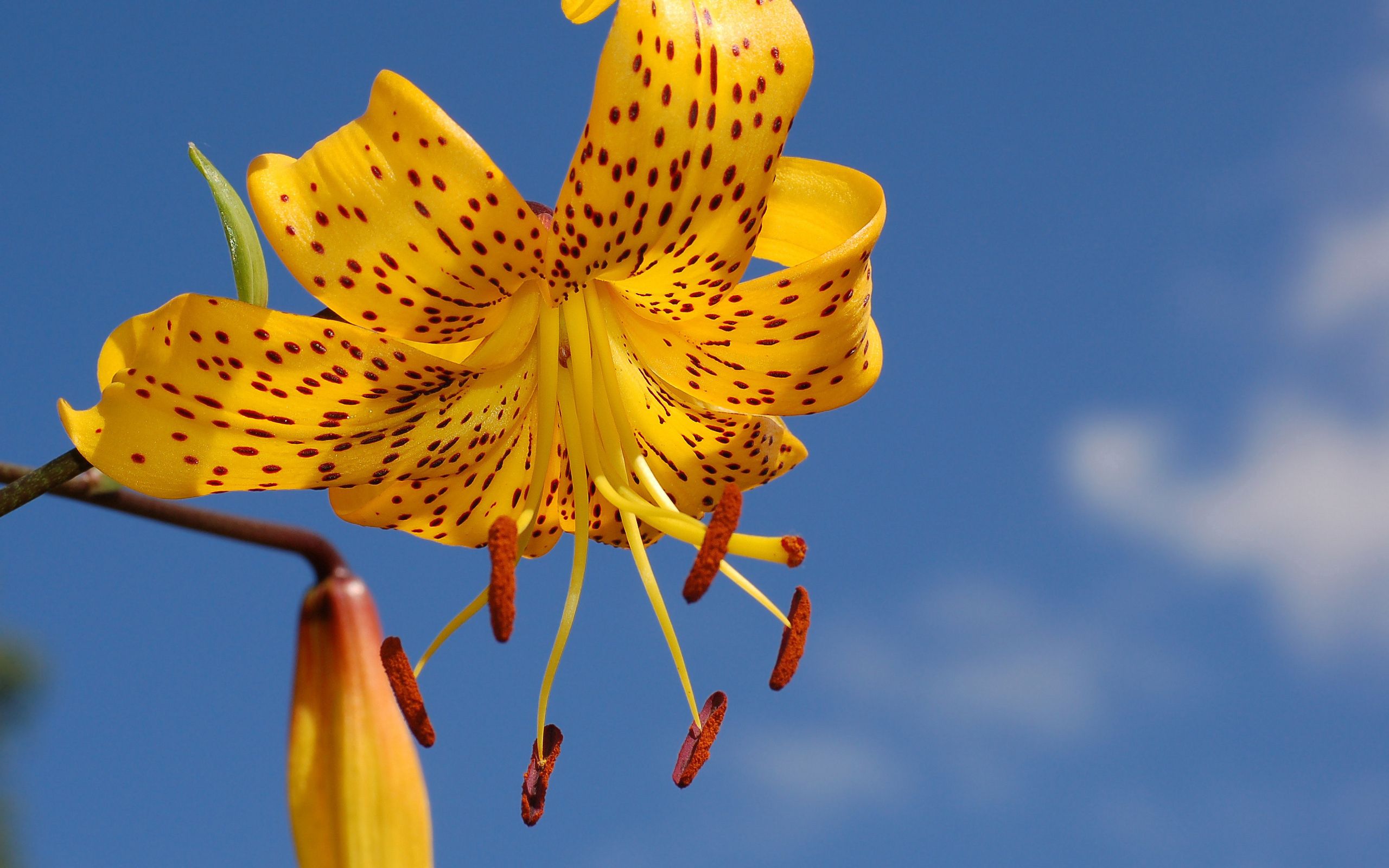 petals, macro, sky, background, flower, stains, spots, lily, stamens HD wallpaper