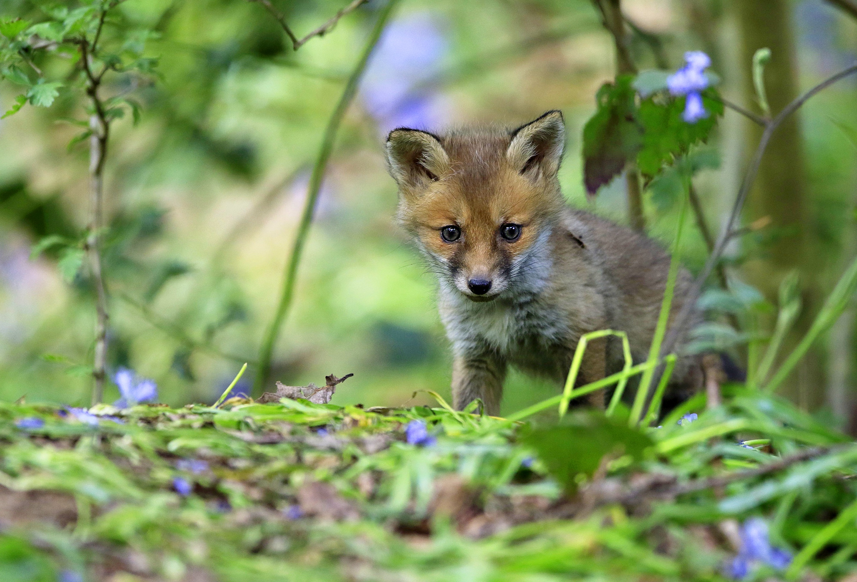 Baby fox на русском. Лисенок Малютка. Baby Fox зеленый. Обои с бейби Фоксом. Fox Cub перевести.