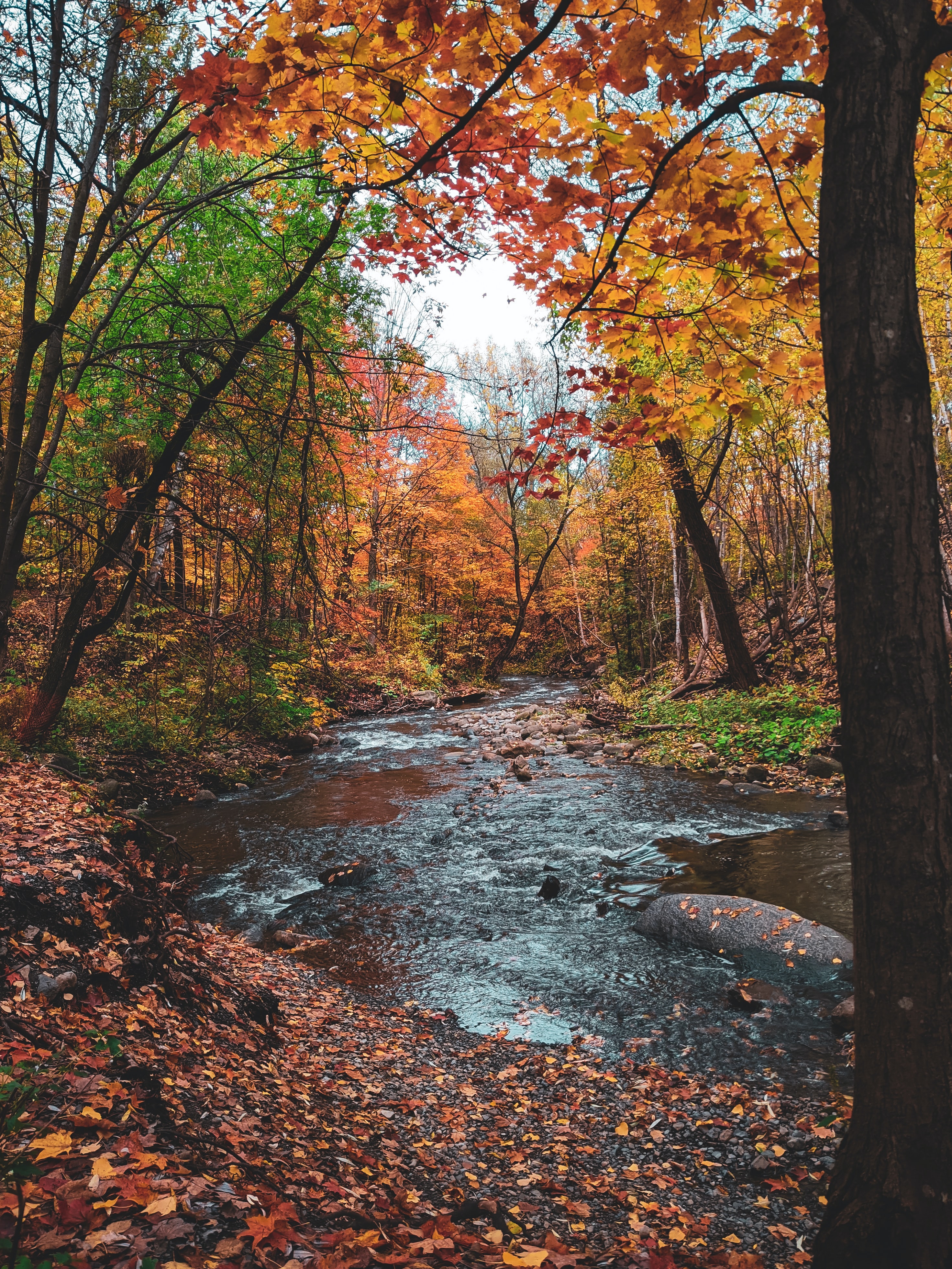 autumn, nature, trees, rivers, leaves 4K