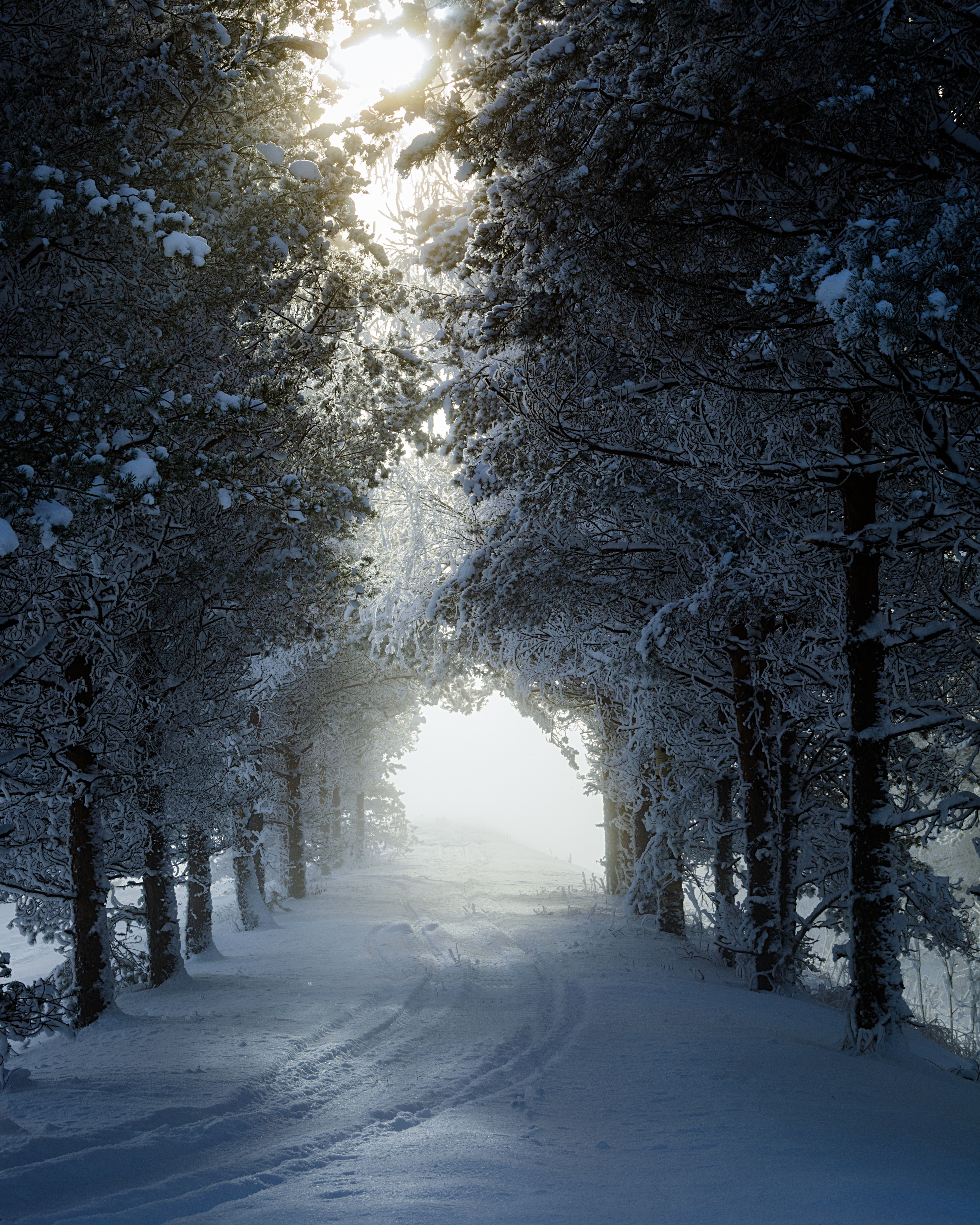 64303 завантажити шпалери зима, природа, дерева, сніг, алея, алеї, доріжка, трек - заставки і картинки безкоштовно