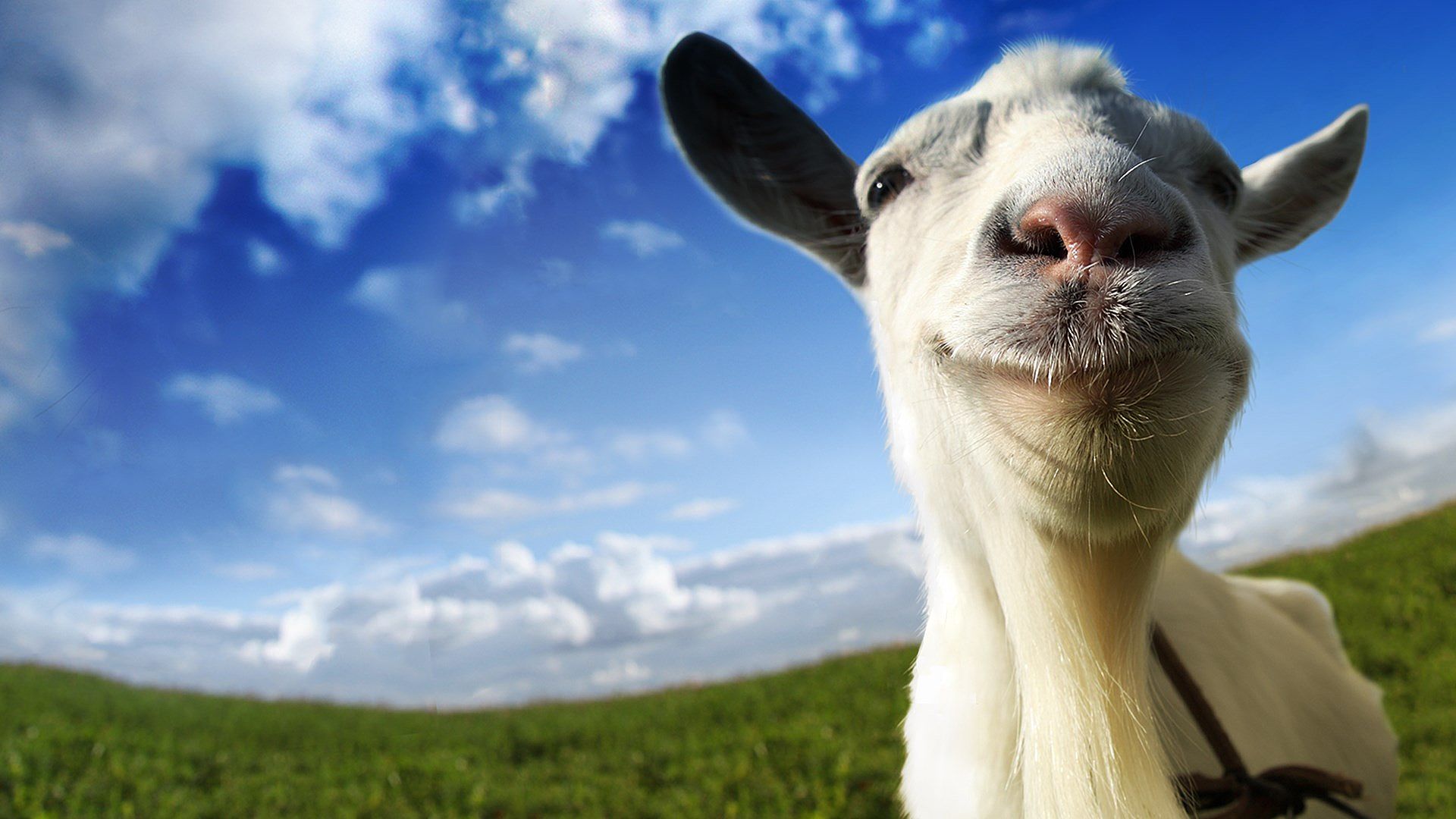 Free download wallpaper Goat, Video Game, Goat Simulator on your PC desktop