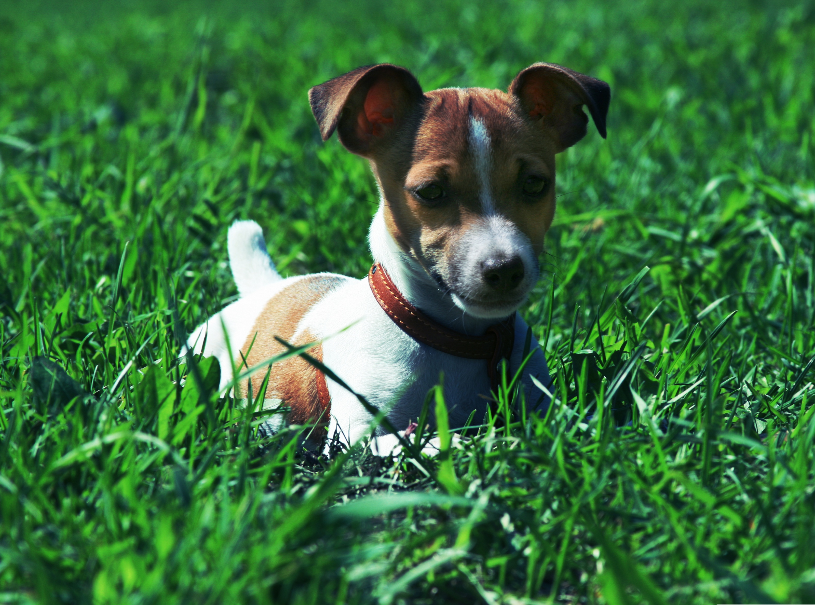 jack russell terrier, animal, dog, dogs