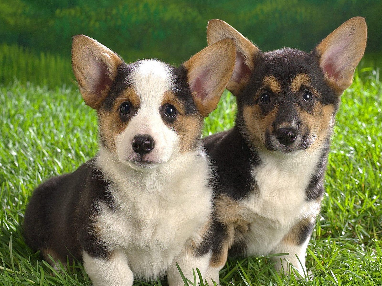 animal, corgi, cute, dog, puppy, dogs cell phone wallpapers