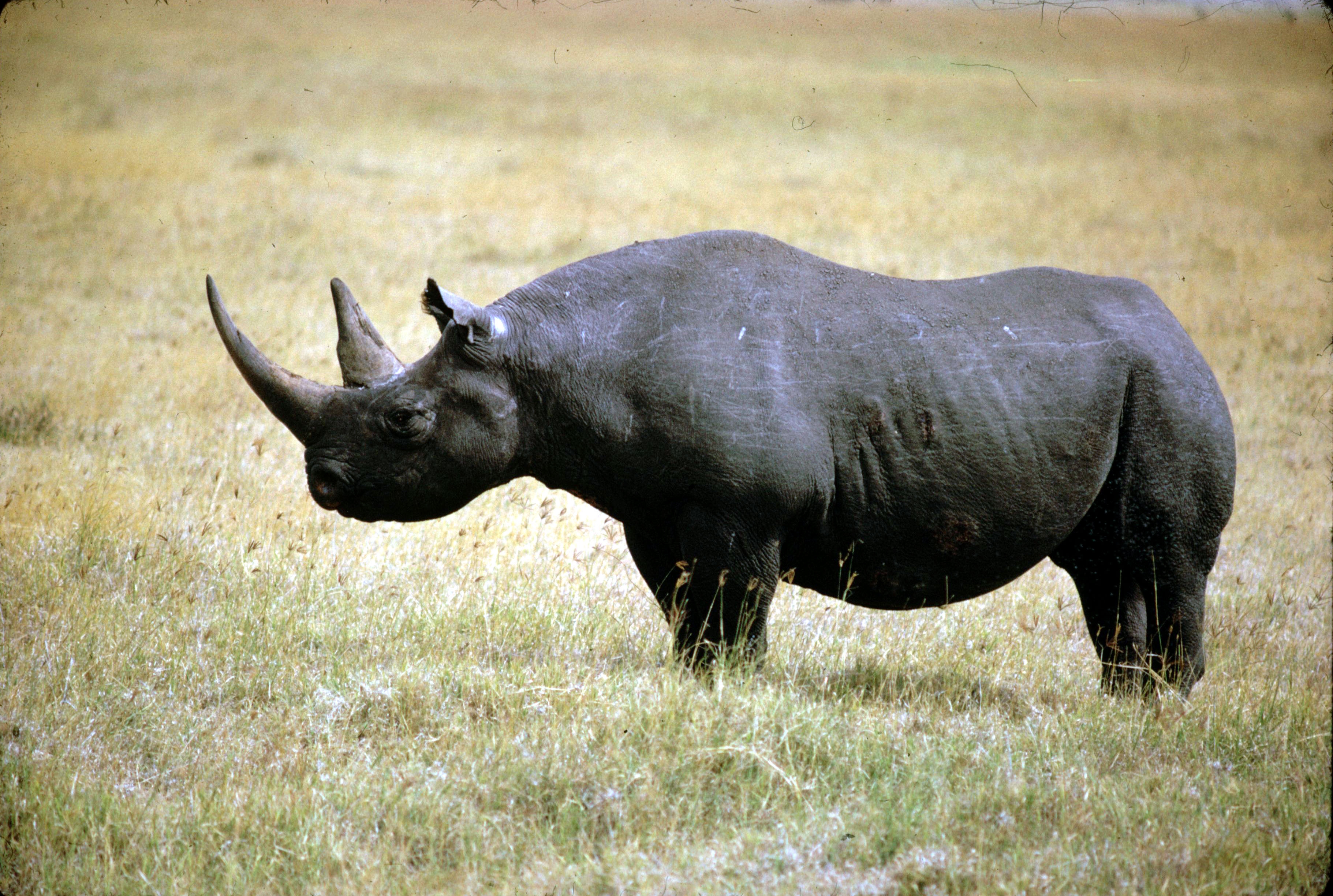 Handy-Wallpaper Spaziergang, Nashorn, Rhinoceros, Grass, Bummel, Tiere kostenlos herunterladen.