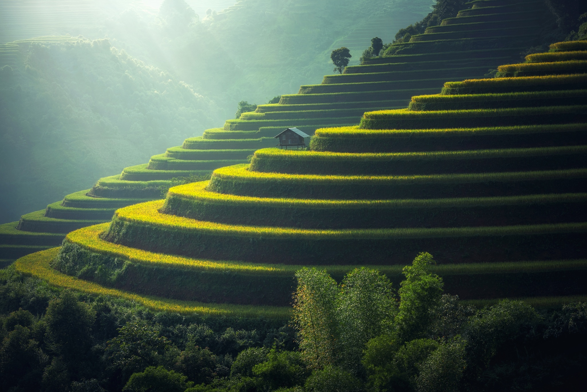 vietnam, rice terrace, man made, nature