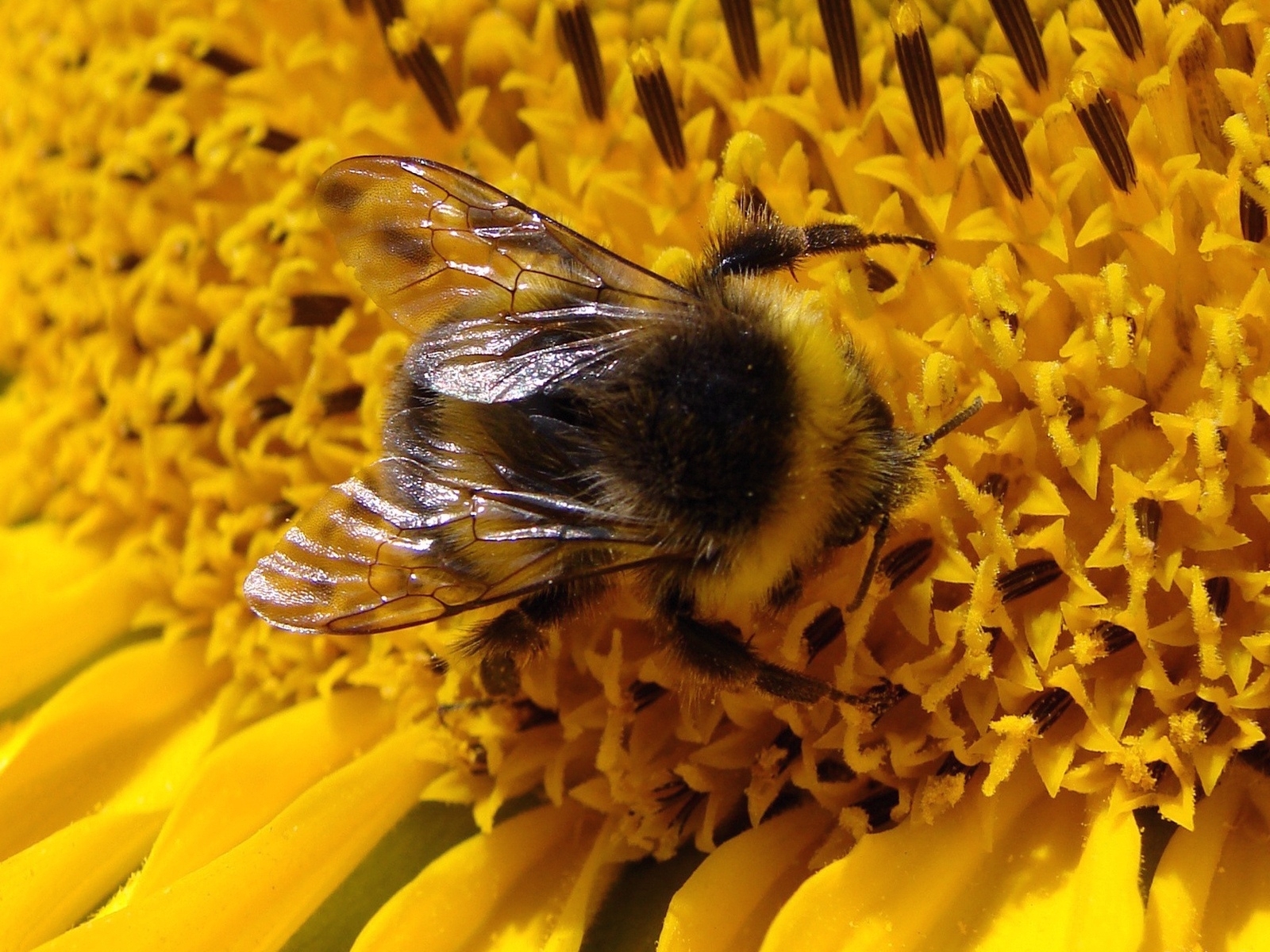 animal, bumblebee HD wallpaper