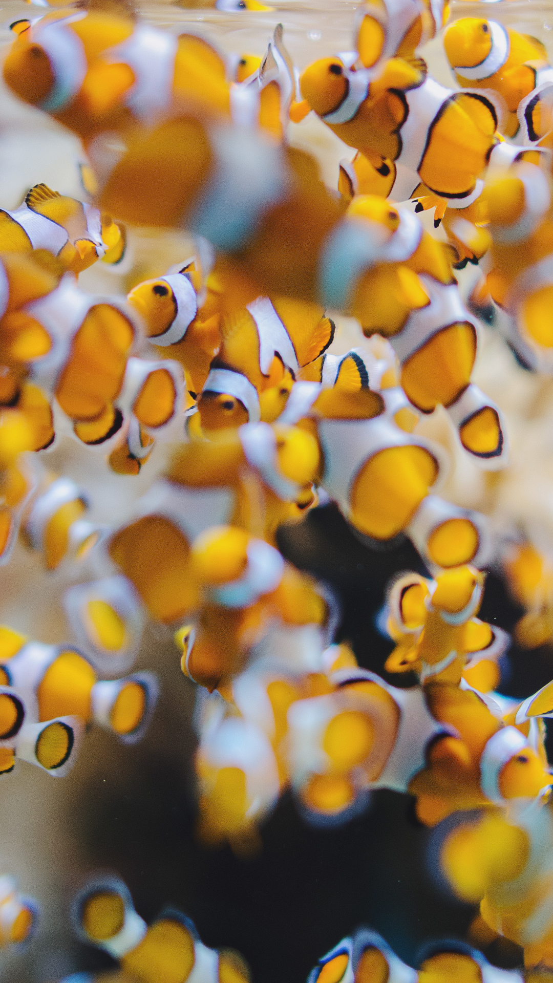 School Of Clownfish Harem Underwater Coral Reef 4K 5K HD Fish Wallpapers |  HD Wallpapers | ID #107434