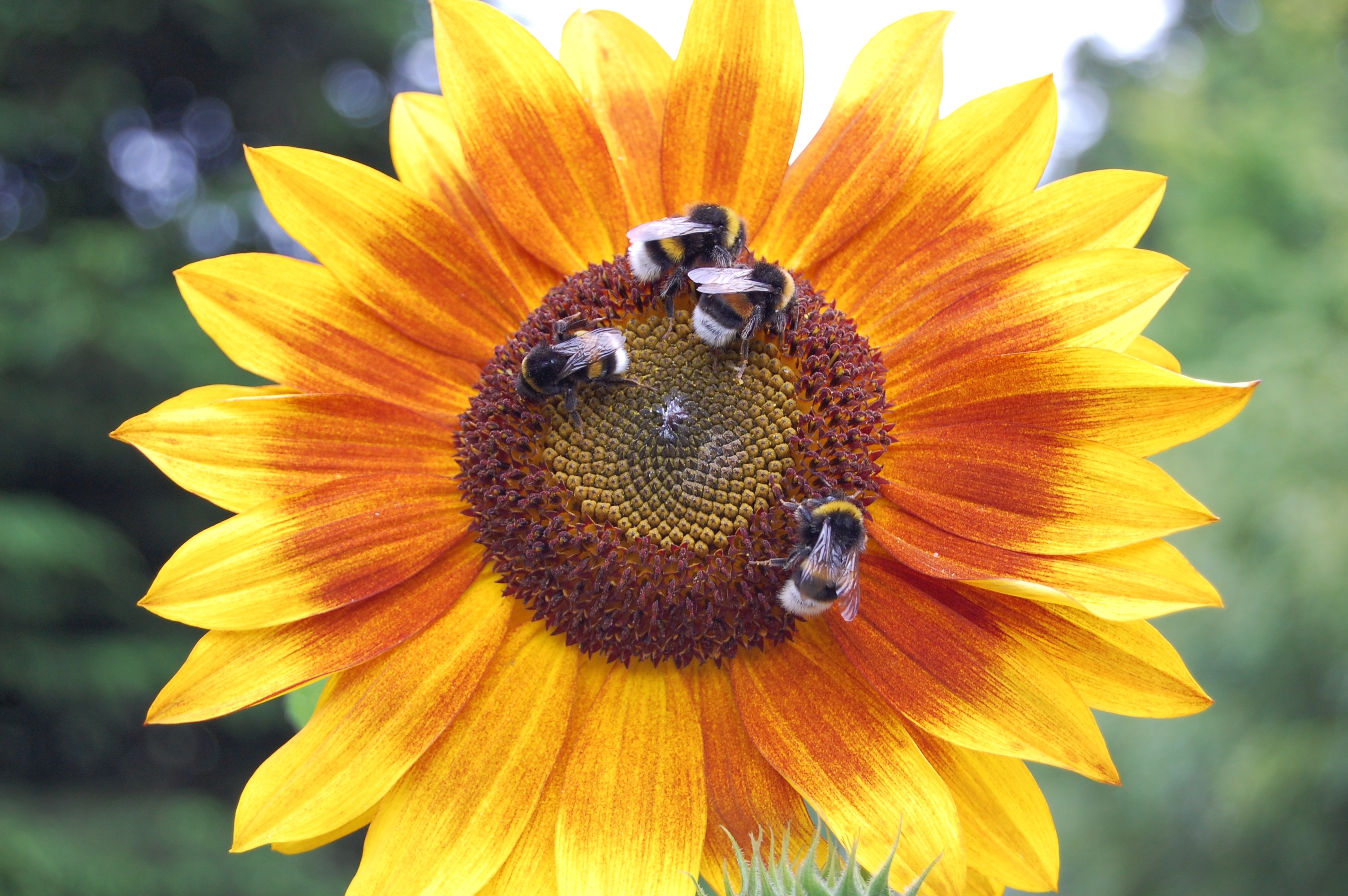 140388 免費下載壁紙 昆虫, 花卉, 向日葵, 花, 大黄蜂, 施梅利 屏保和圖片