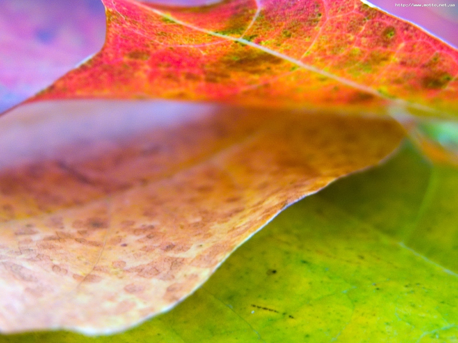 無料モバイル壁紙植物, 秋, 葉をダウンロードします。