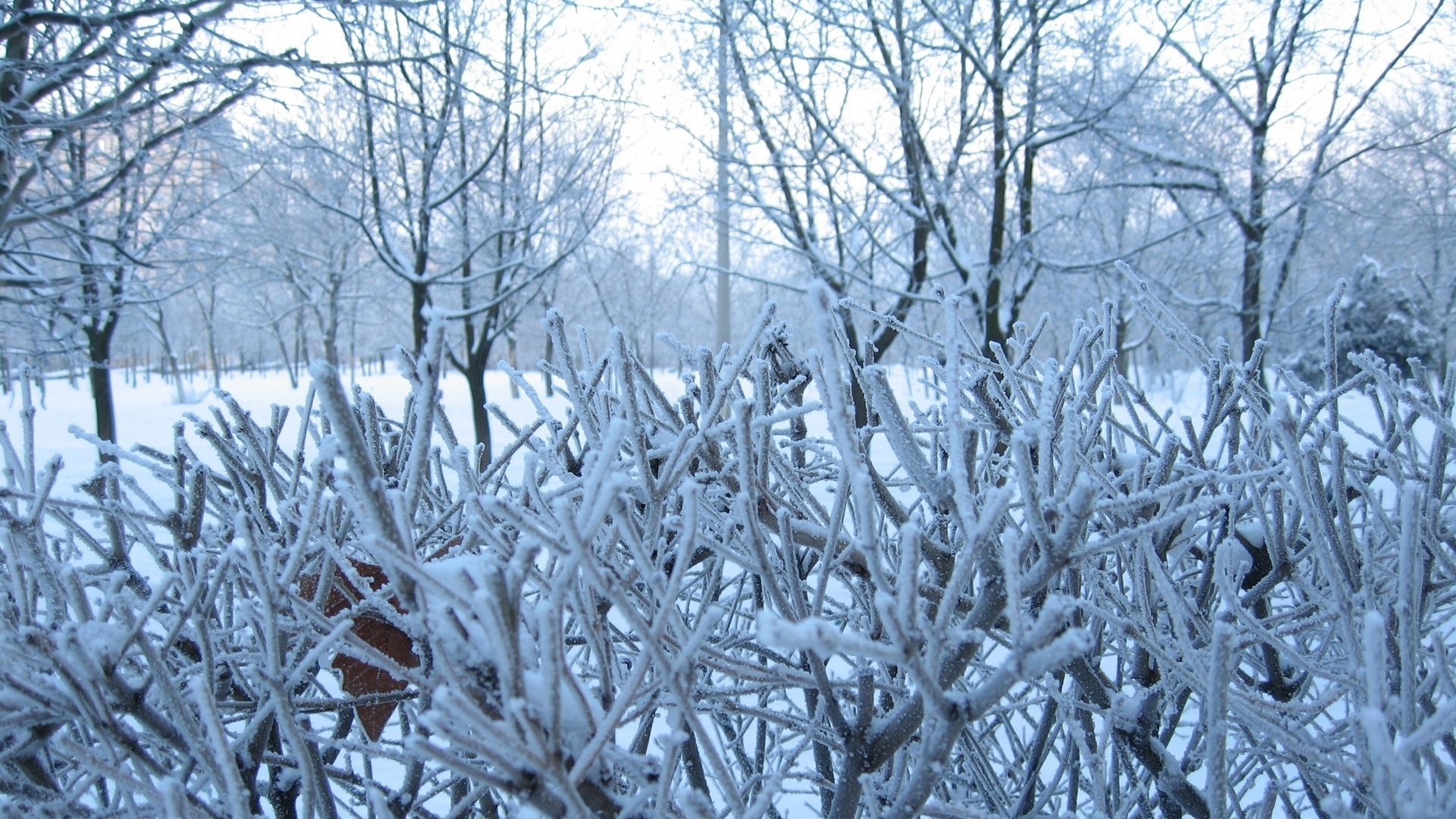 Download mobile wallpaper Snow, Bush, Landscape, Winter for free.