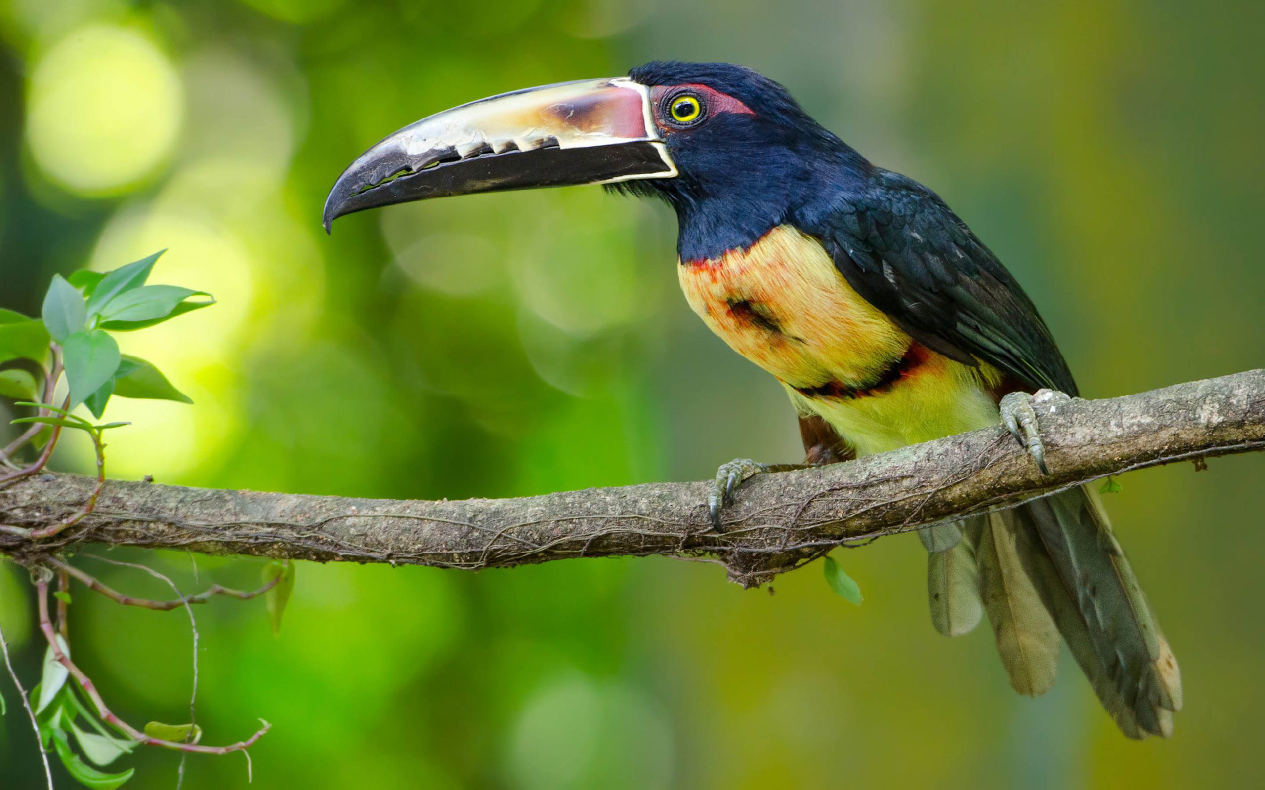 animal, toucan, collared aracari, birds download HD wallpaper