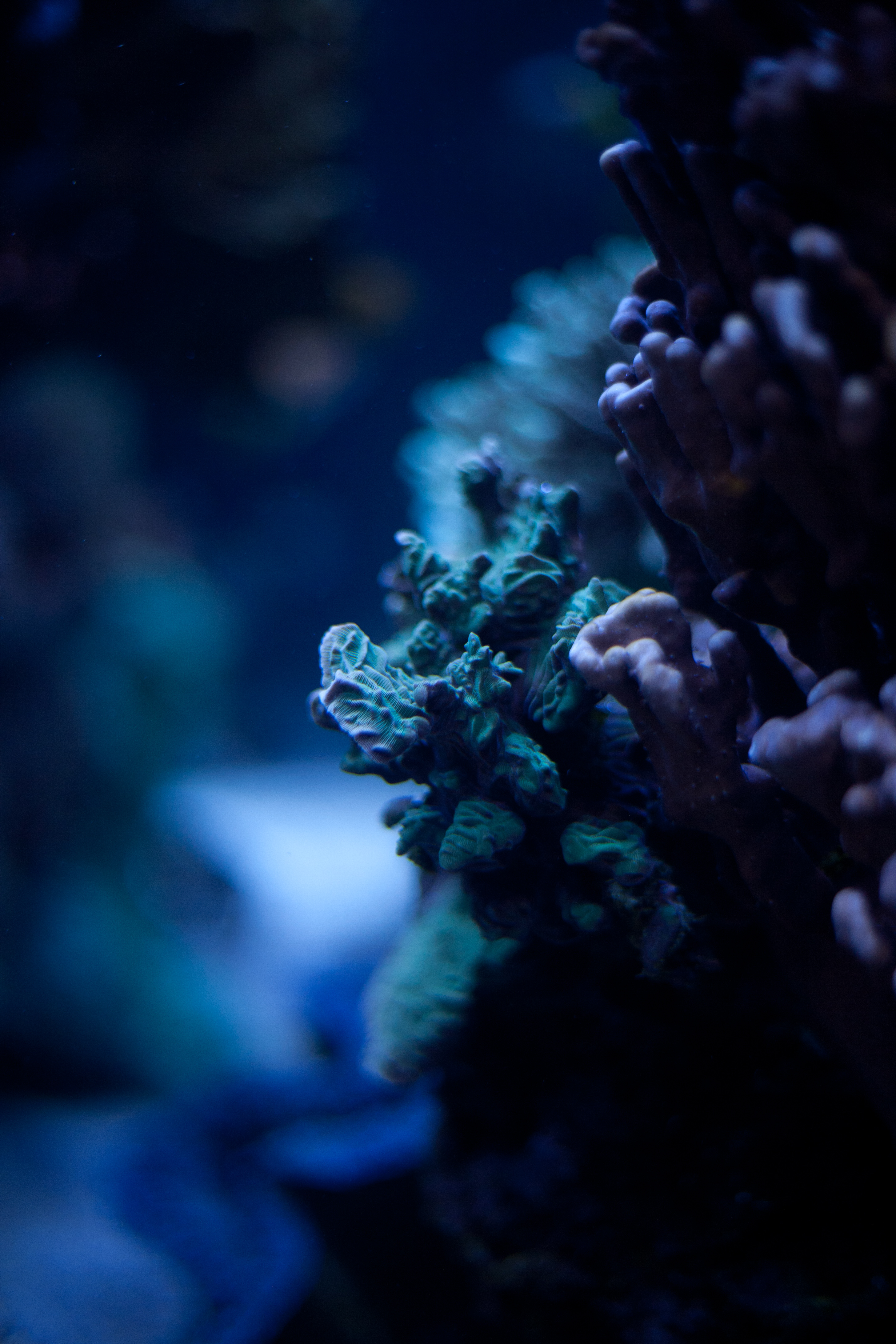 macro, ocean, coral, underwater world, seaweed, algae 32K