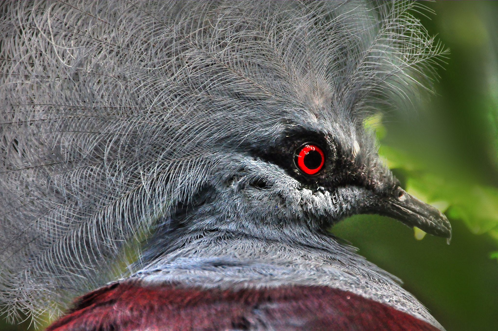 401398 descargar fondo de pantalla animales, paloma, pico, ave, difuminado, gris, ojos rojos, aves: protectores de pantalla e imágenes gratis