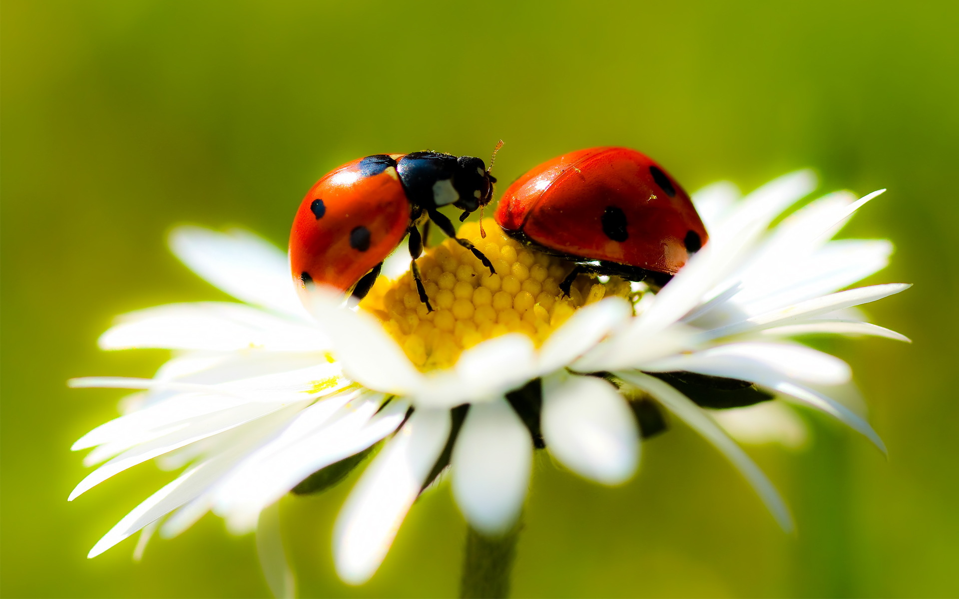 animal, ladybug