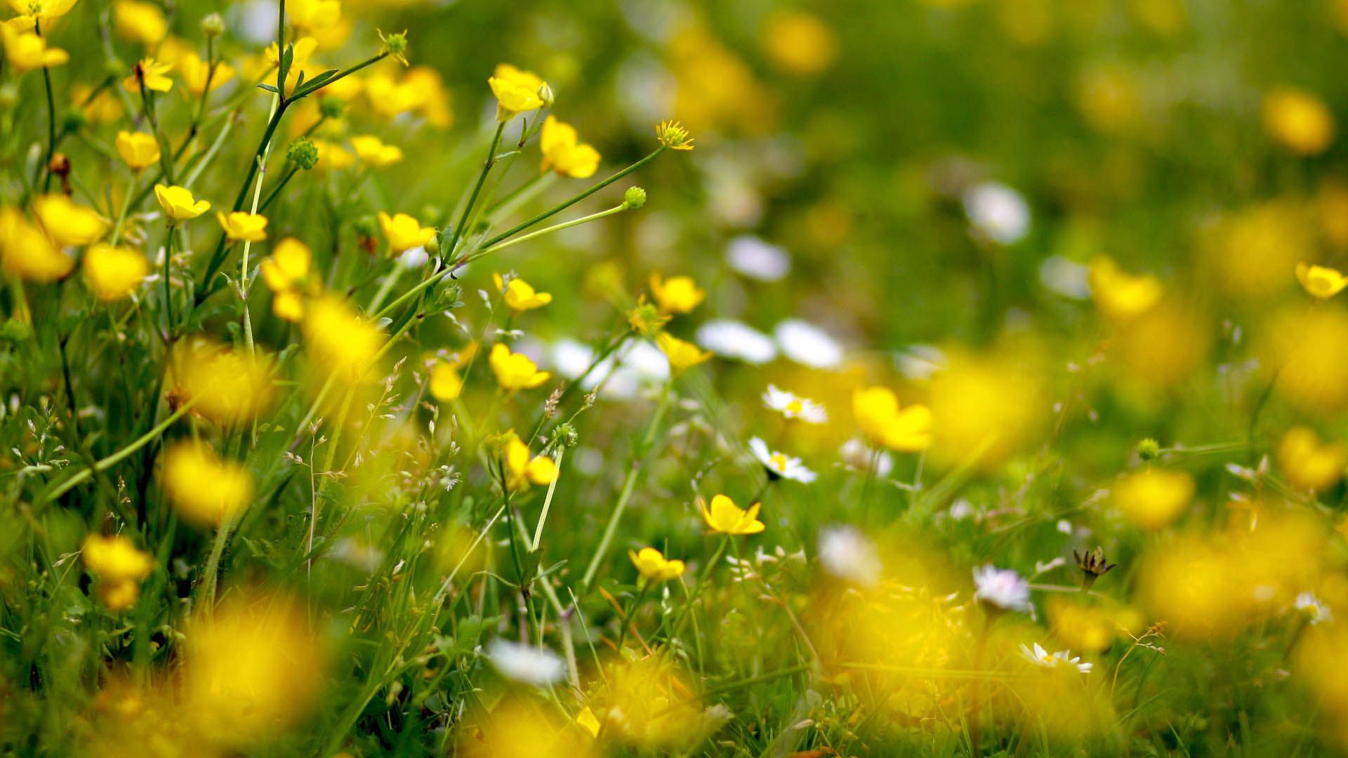 Download mobile wallpaper Flowering, Grass, Field, Bloom, Flowers, Macro for free.