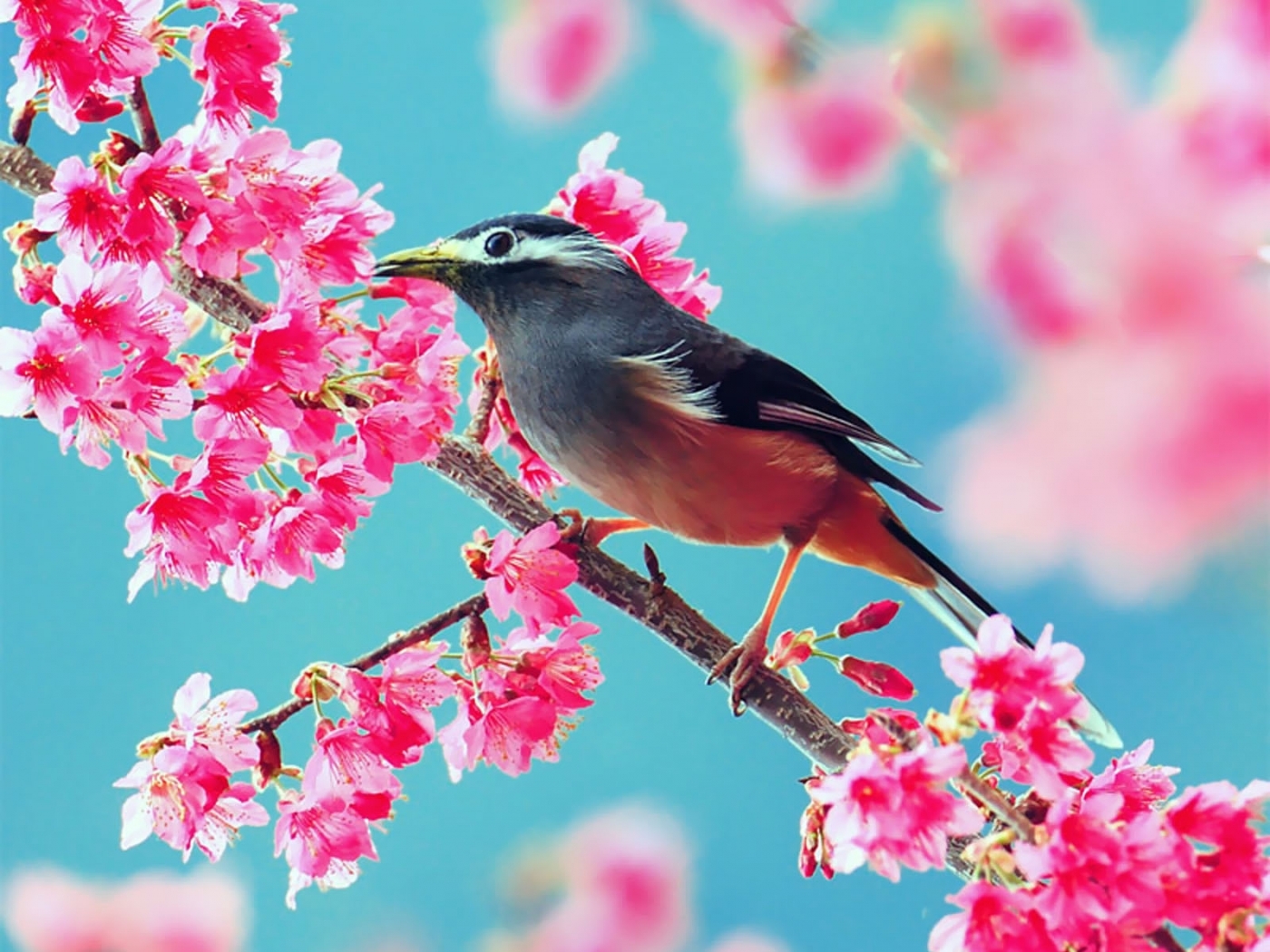 48575 Bild herunterladen vögel, pflanzen - Hintergrundbilder und Bildschirmschoner kostenlos