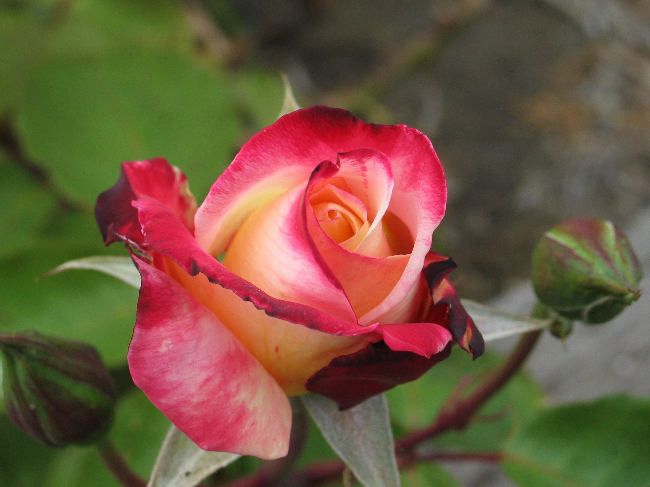 Роза чайно-гибридная Веласкес