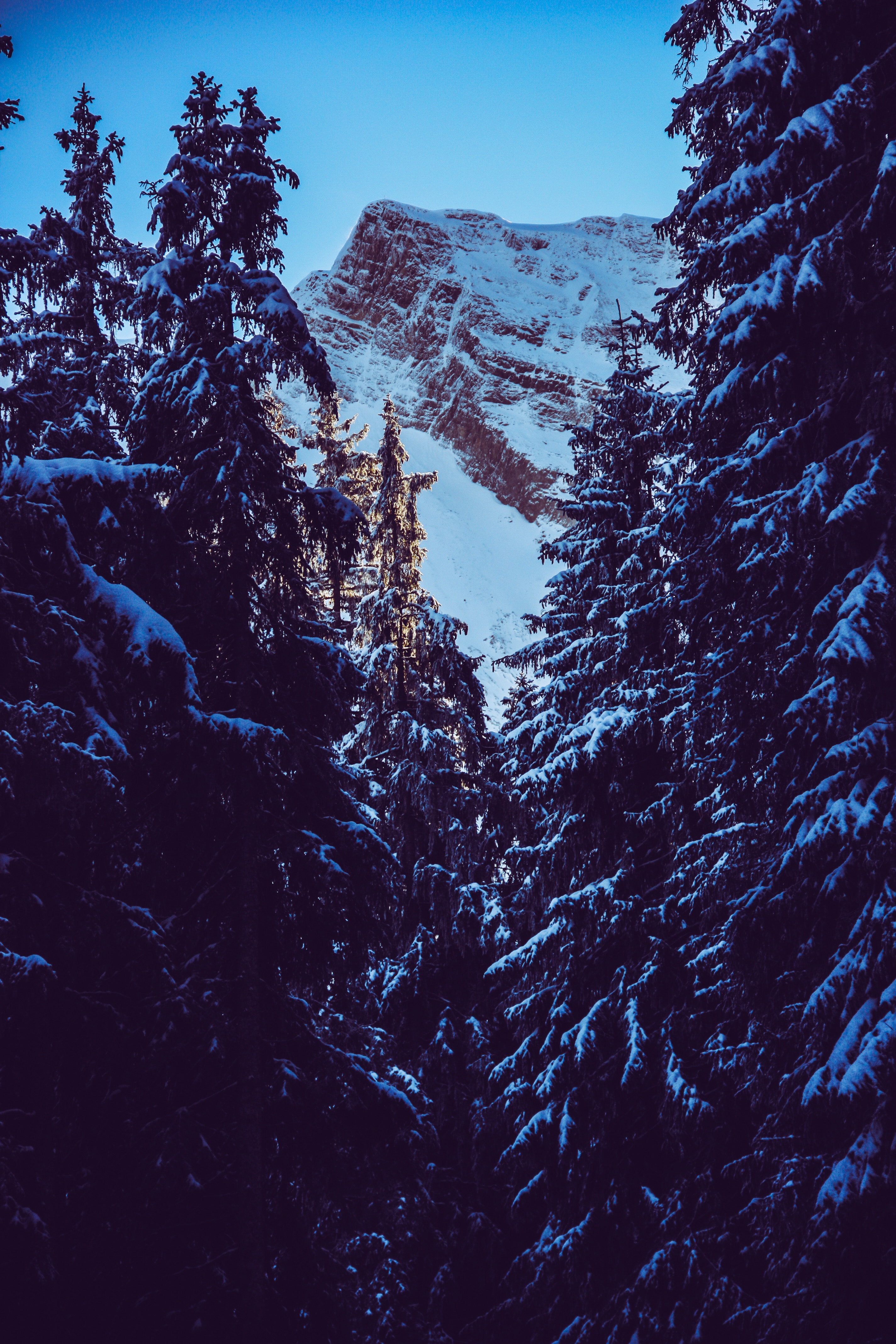 91748 скачать обои пик, заснеженный, природа, снег, гора, ветки - заставки и картинки бесплатно