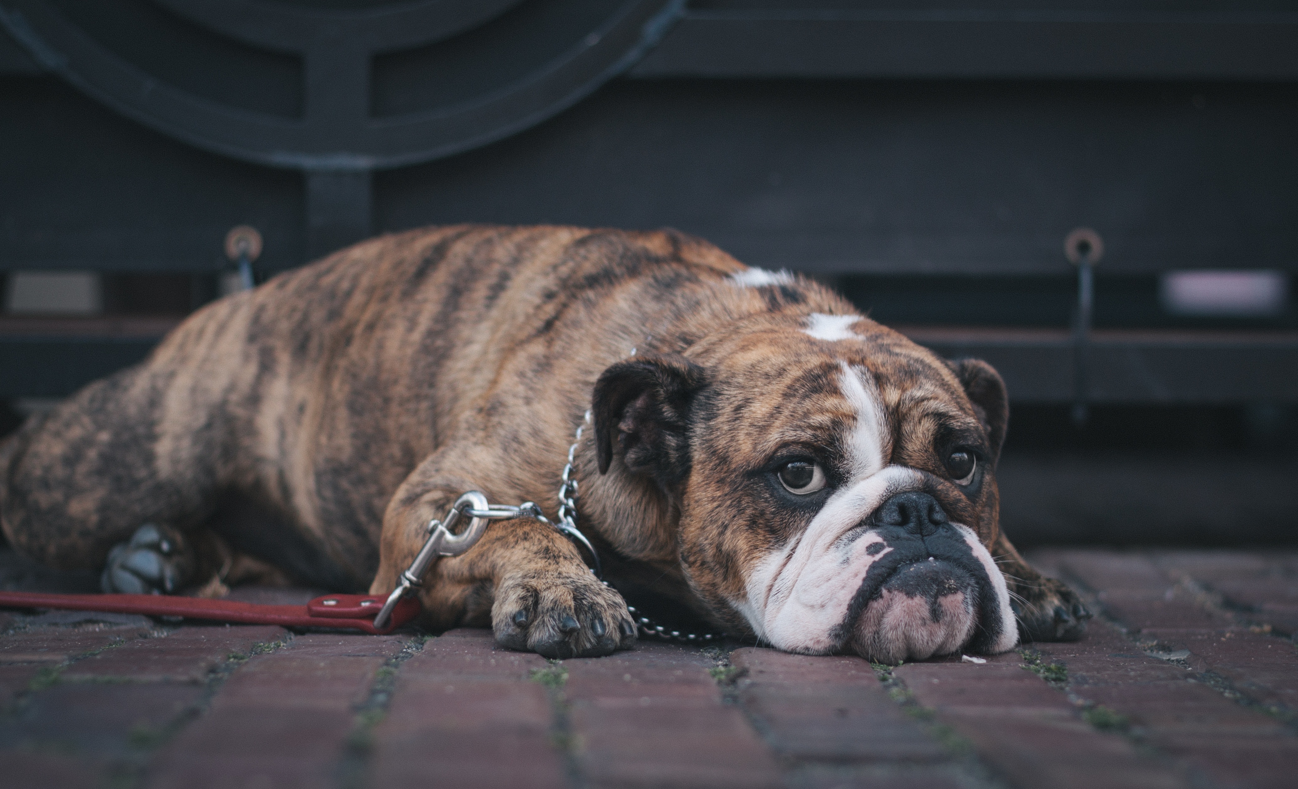 Download mobile wallpaper To Lie Down, Lie, Muzzle, English Bulldog, Animals, Dog for free.