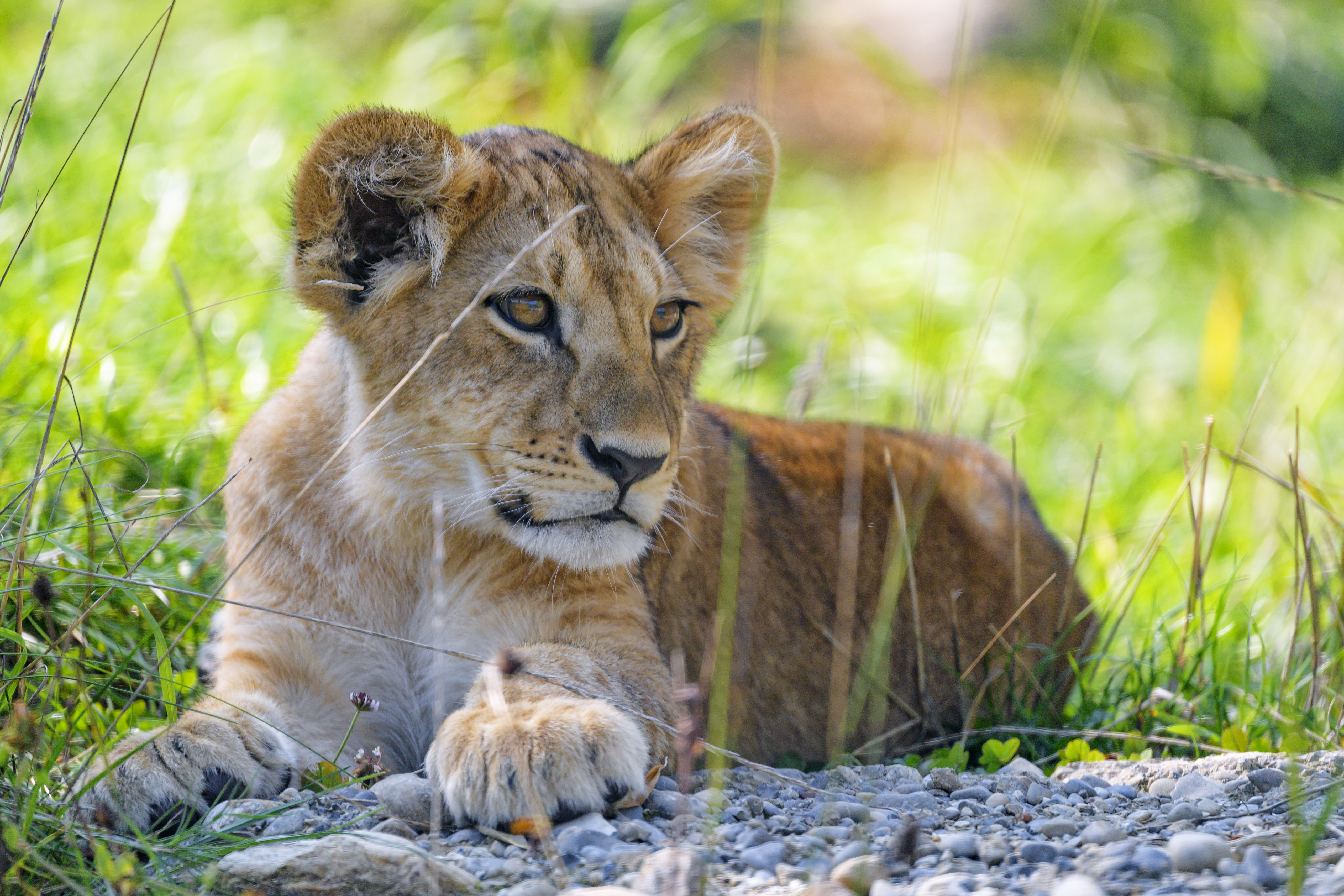 Download mobile wallpaper Young, Sight, Joey, Grass, Animals, Opinion, Predator, Lion Cub, Lion for free.