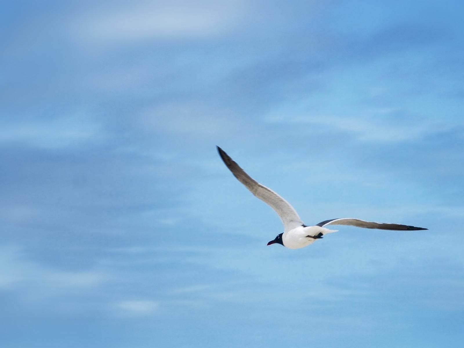 Laden Sie das Sky, Seagulls, Tiere, Vögel-Bild kostenlos auf Ihren PC-Desktop herunter