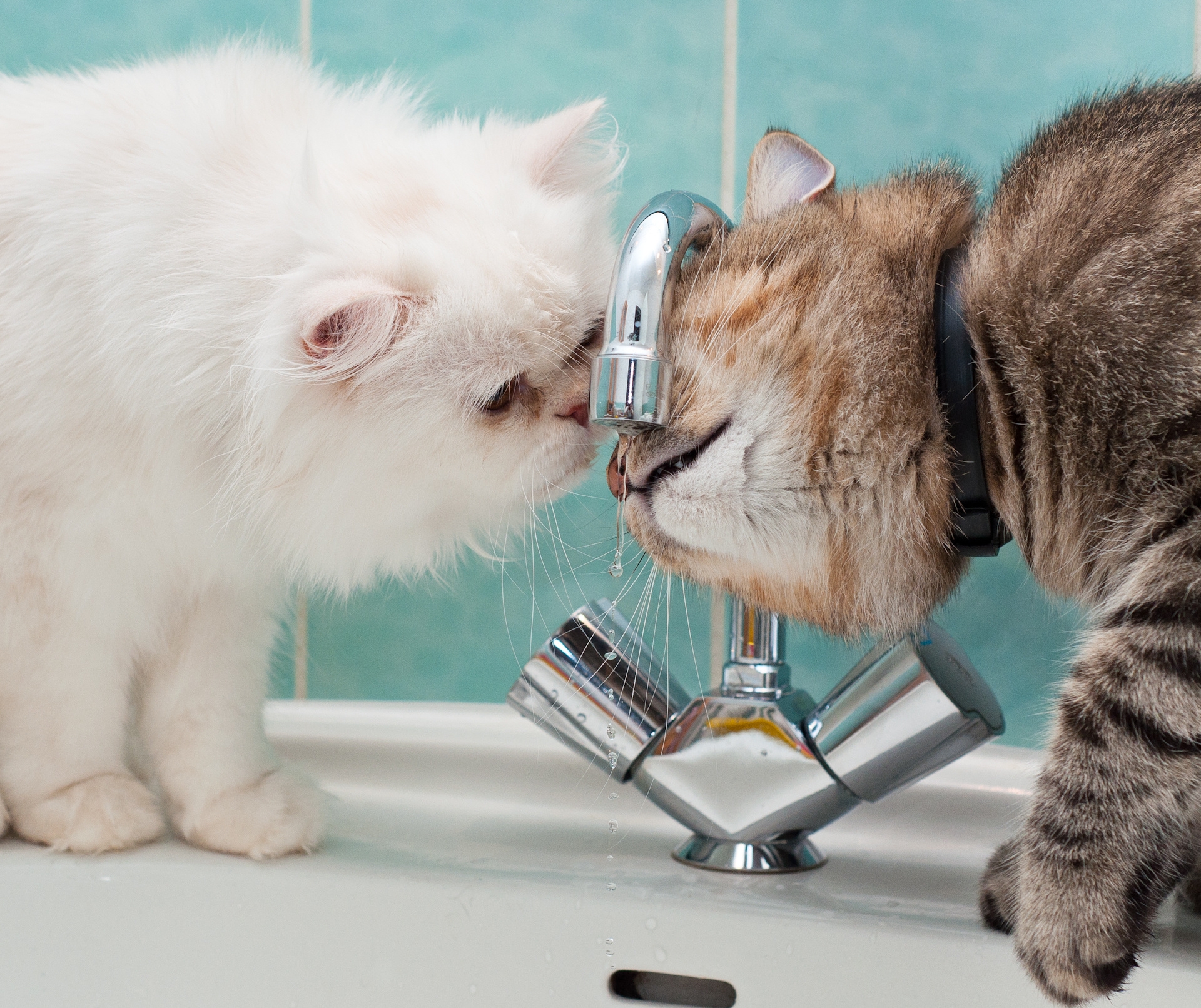 Download mobile wallpaper Sink, Animals, Cats, Water, Drops, Pair, Couple for free.