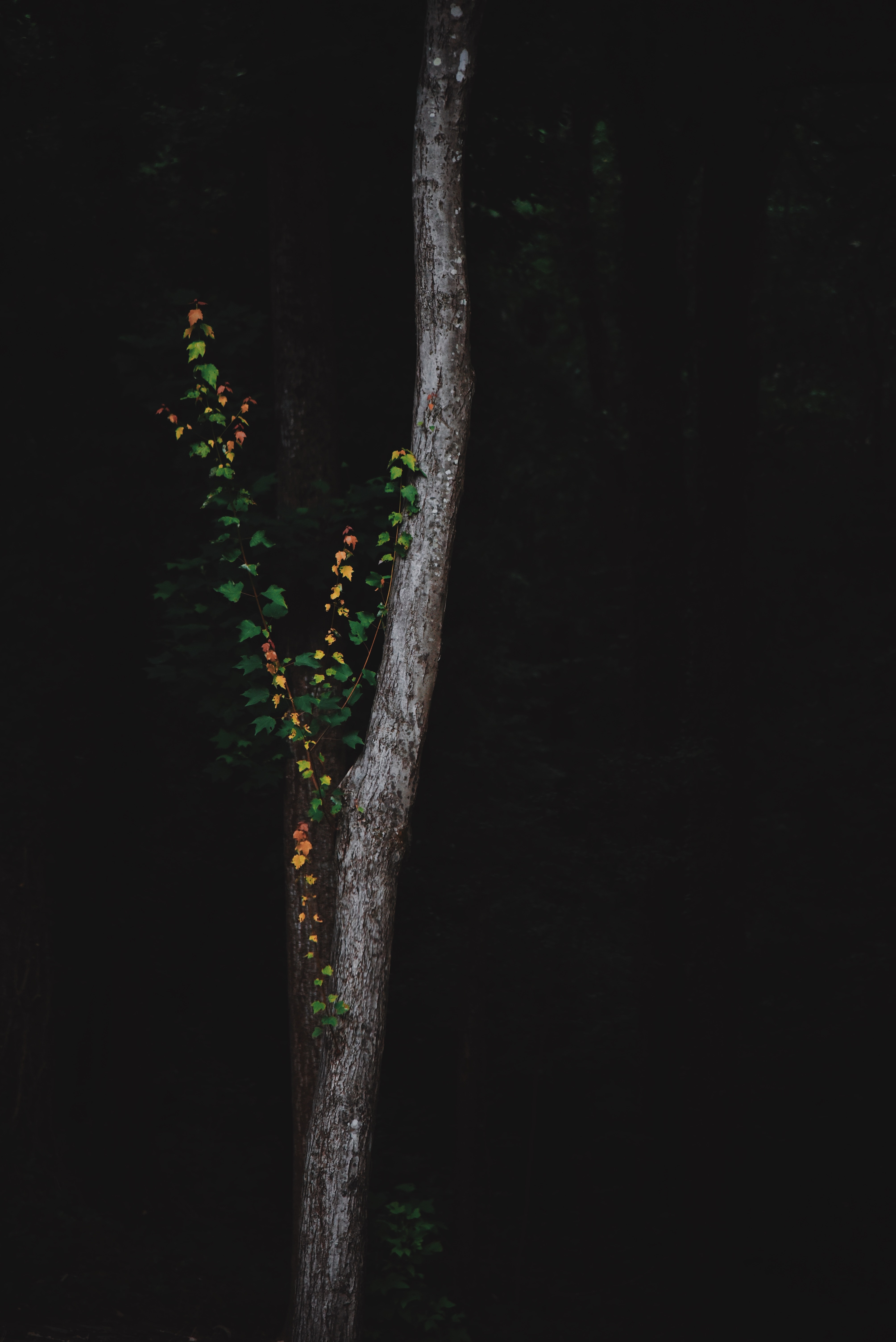 Download PC Wallpaper plant, dark, wood, forest, tree