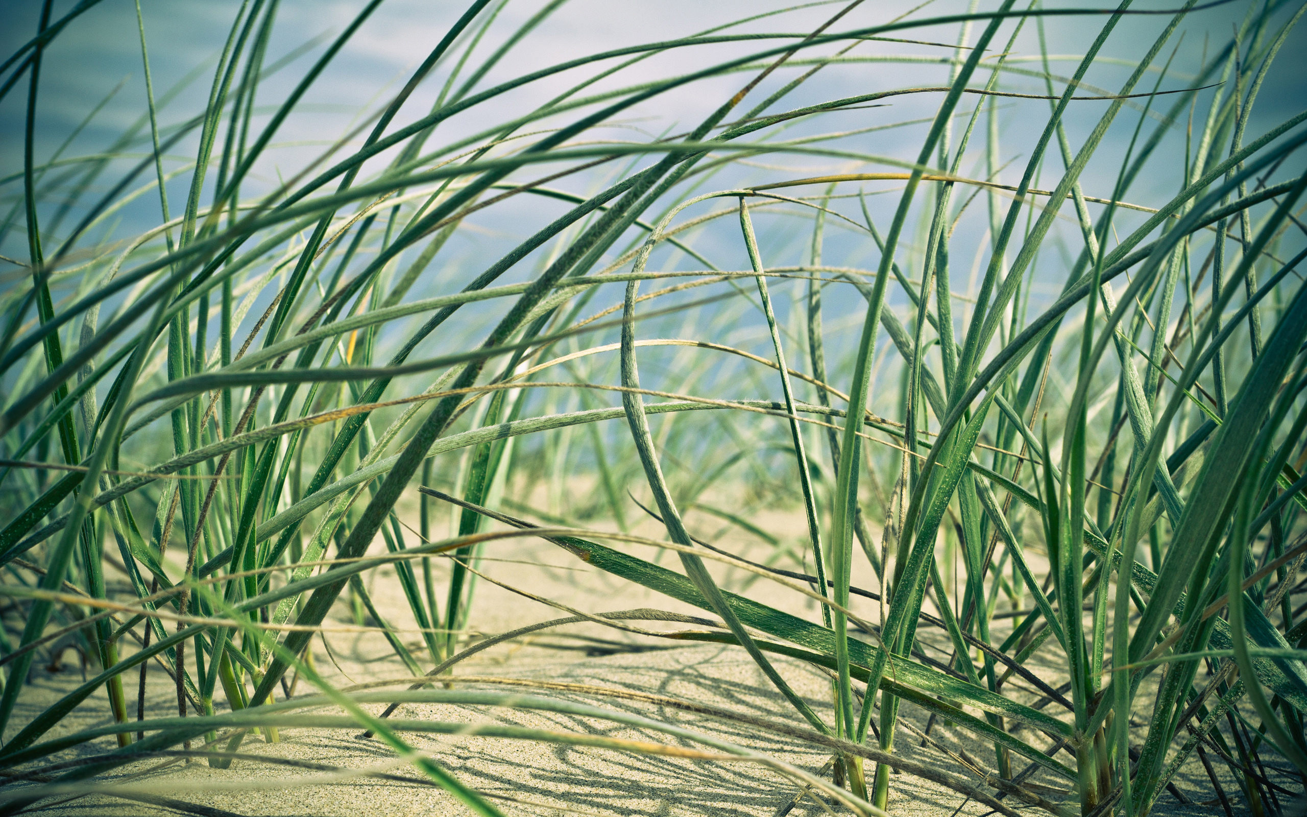 Download mobile wallpaper Sand, Grass, Plants, Landscape for free.