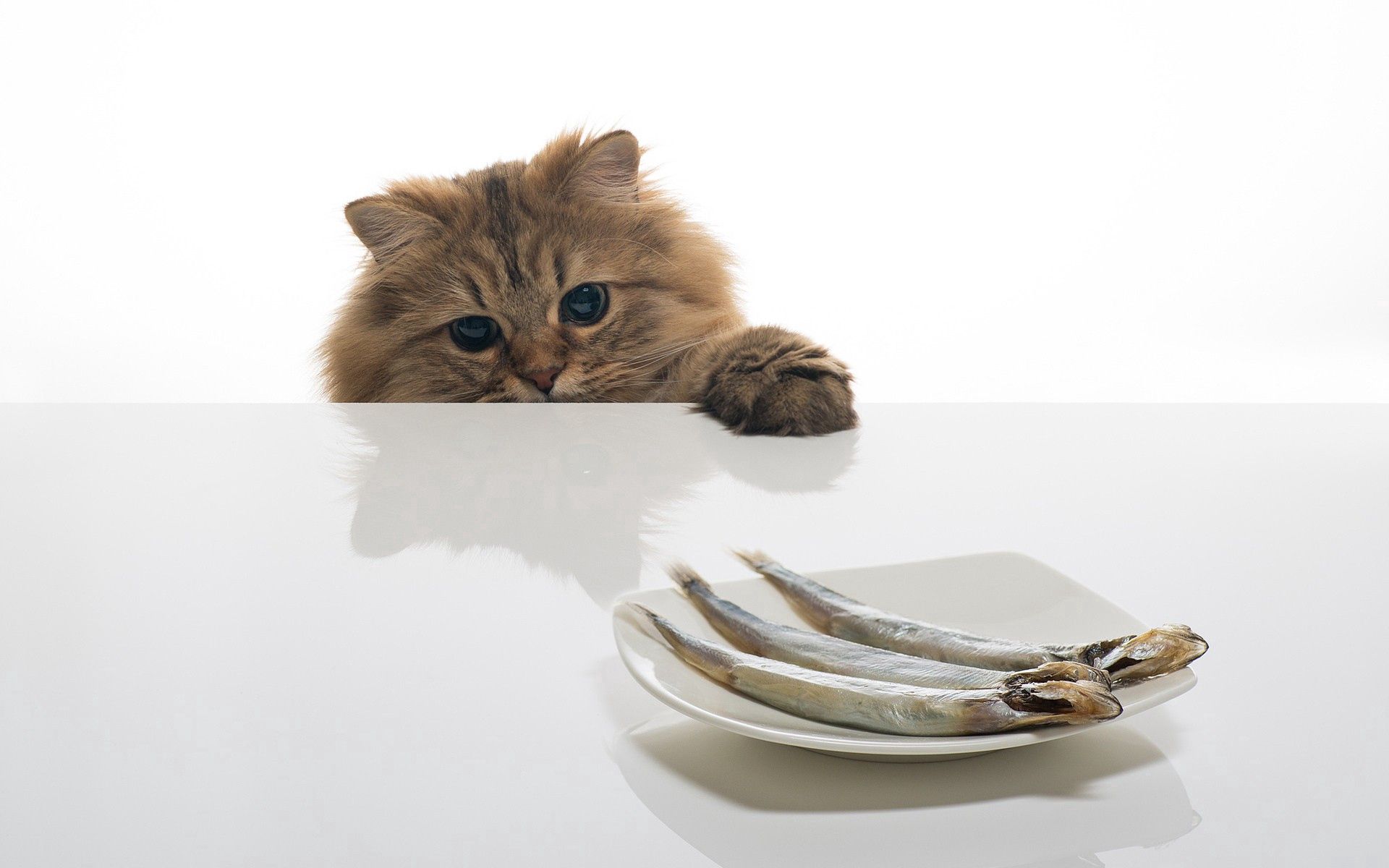 Laden Sie das Lebensmittel, Der Kater, Tisch, Tabelle, Teller, Ein Fisch, Fisch, Tiere, Katze-Bild kostenlos auf Ihren PC-Desktop herunter