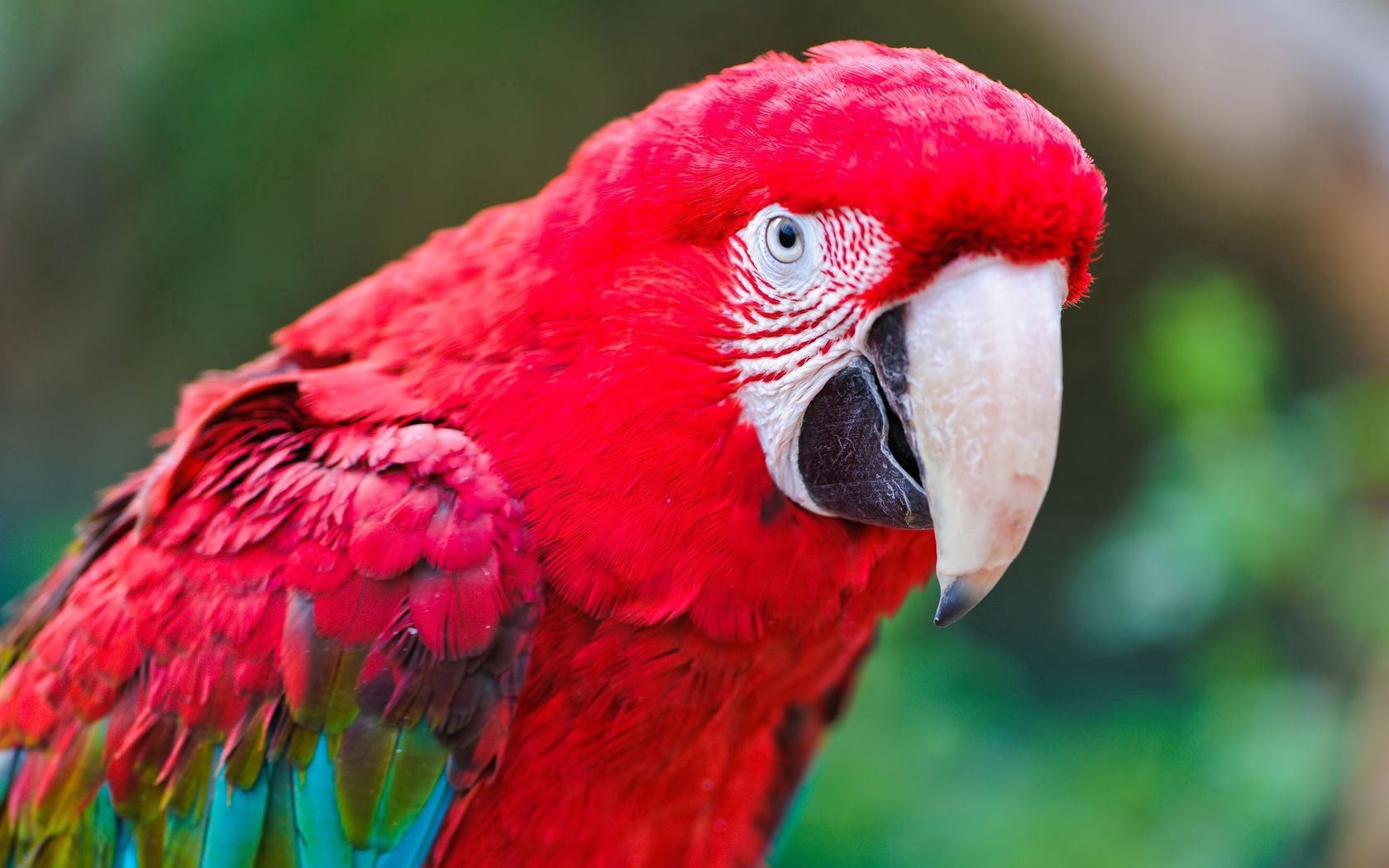 Download mobile wallpaper Animals, Macaw, Bird, Color, Feather, Parrots for free.