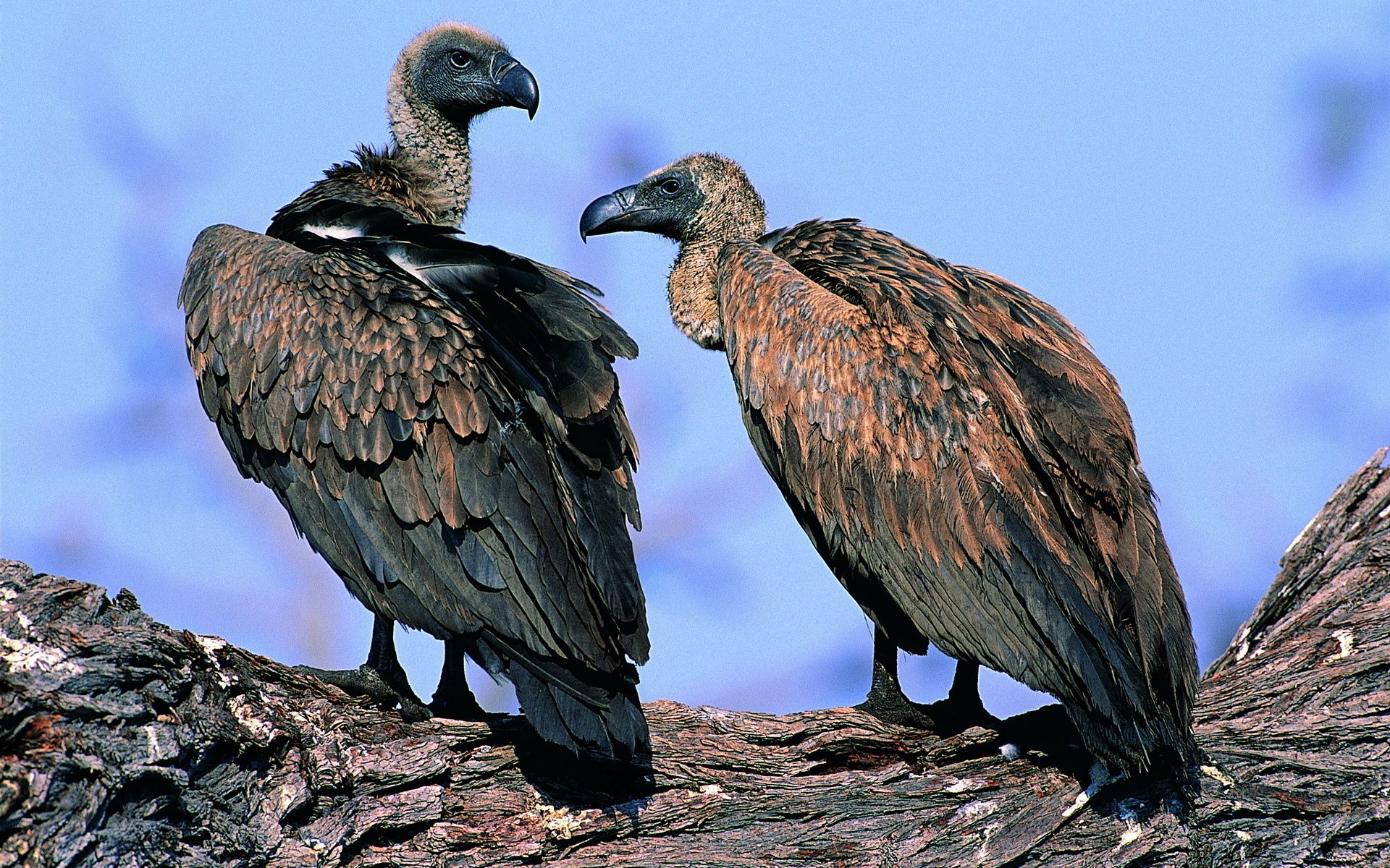 animals, birds, predators, couple, pair, vultures