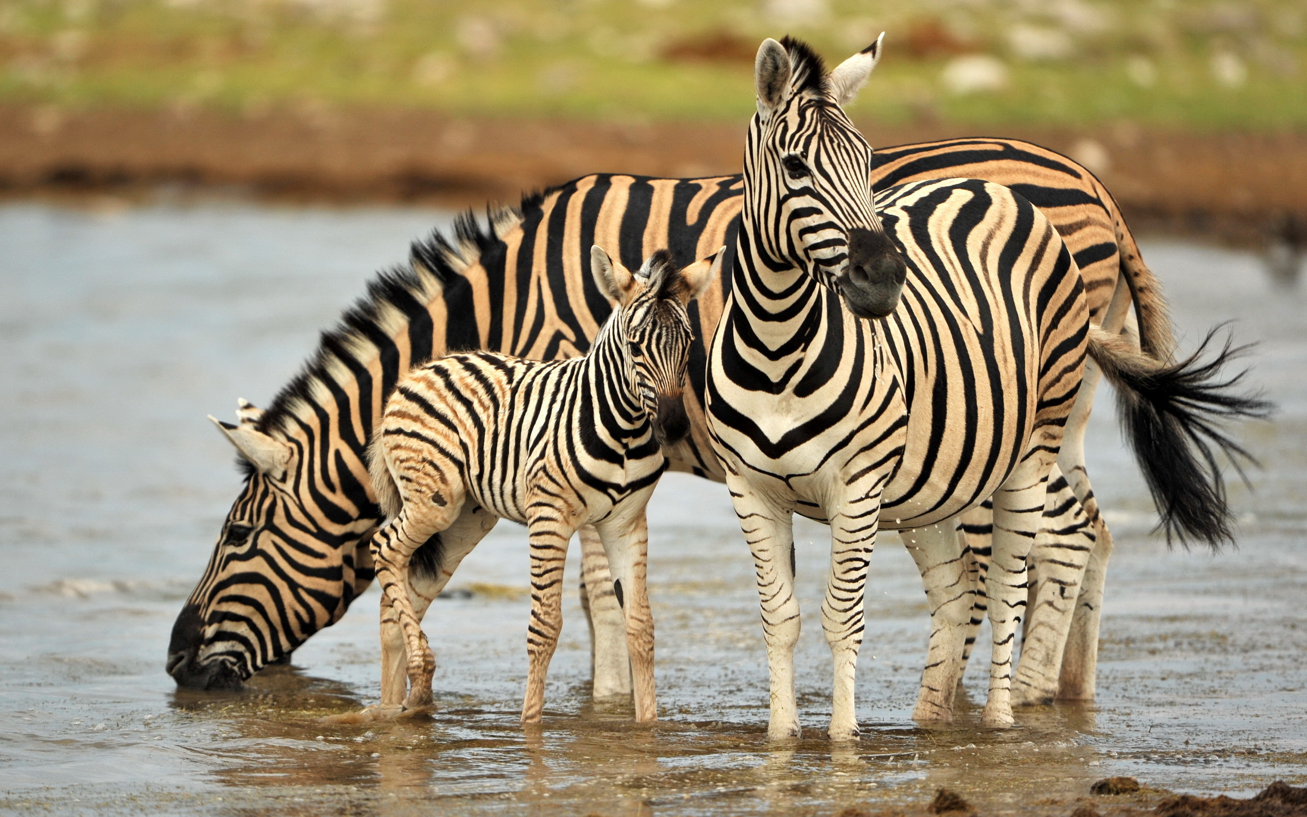 zebra, animal download HD wallpaper