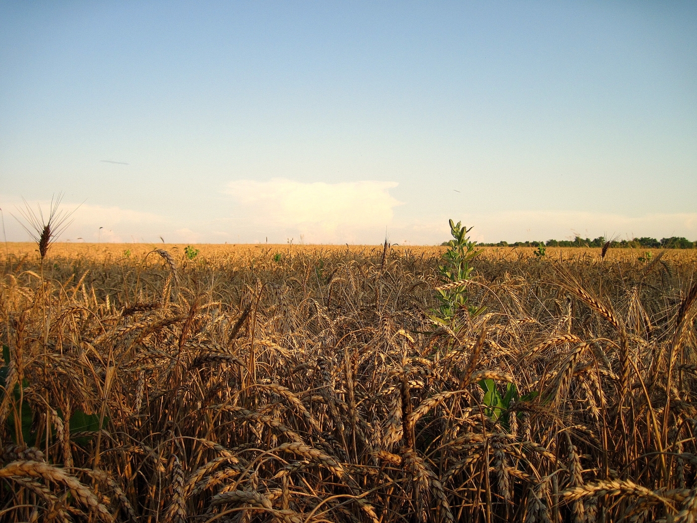 wheat, landscape, fields UHD