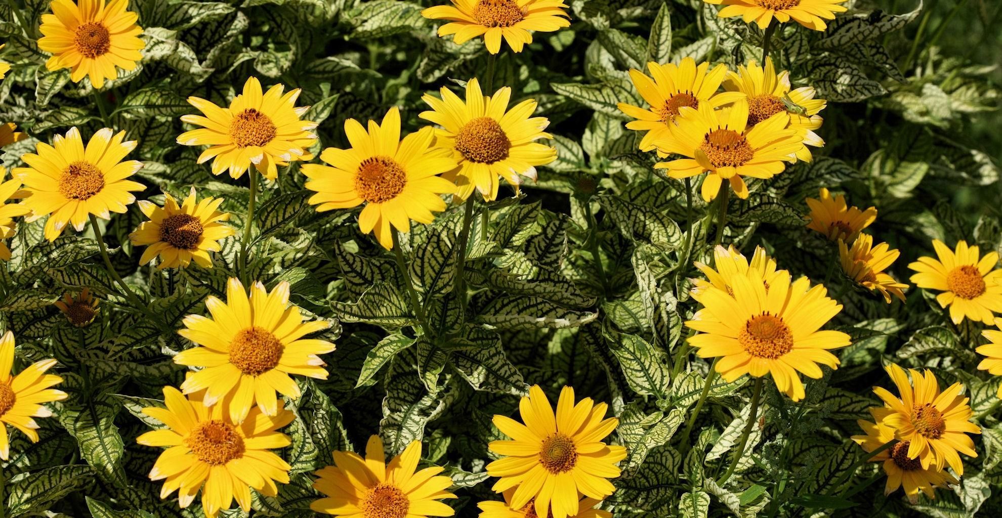 Free download wallpaper Flowerbed, Flower Bed, Flowers, Sunny on your PC desktop