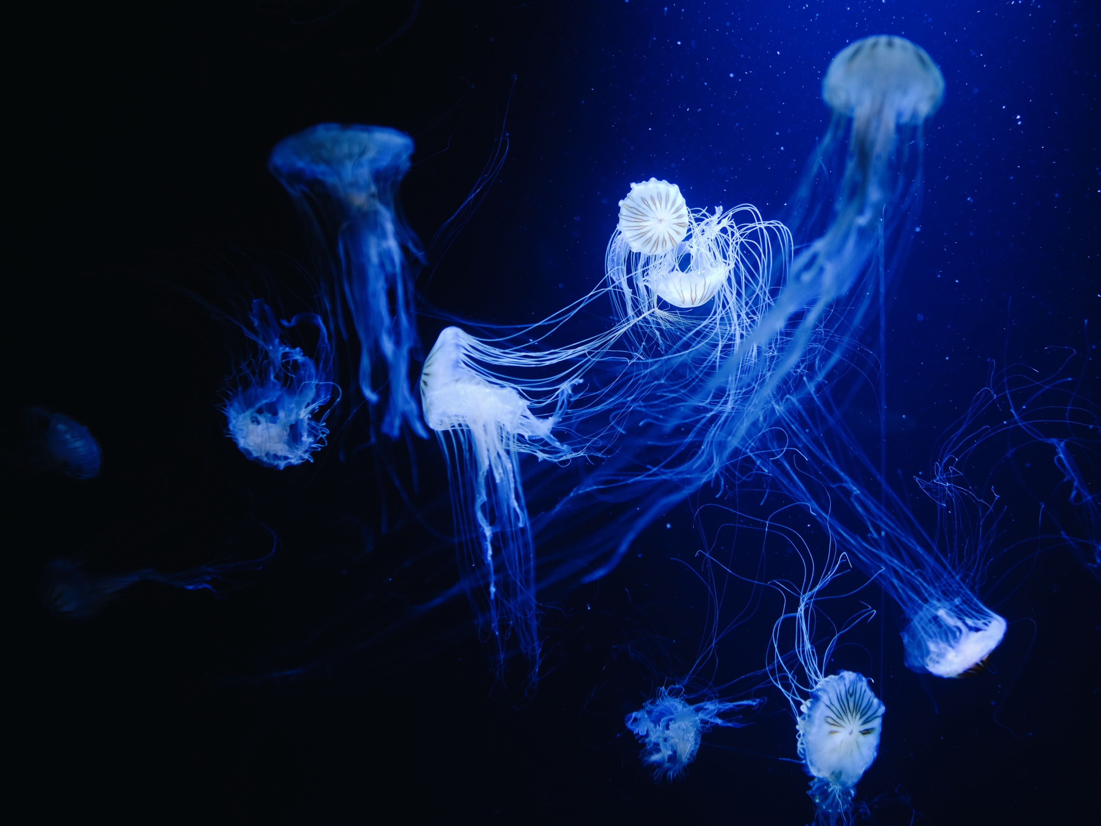 119601 скачать картинку медузы, животные, вода, макро, синий, под водой - обои и заставки бесплатно
