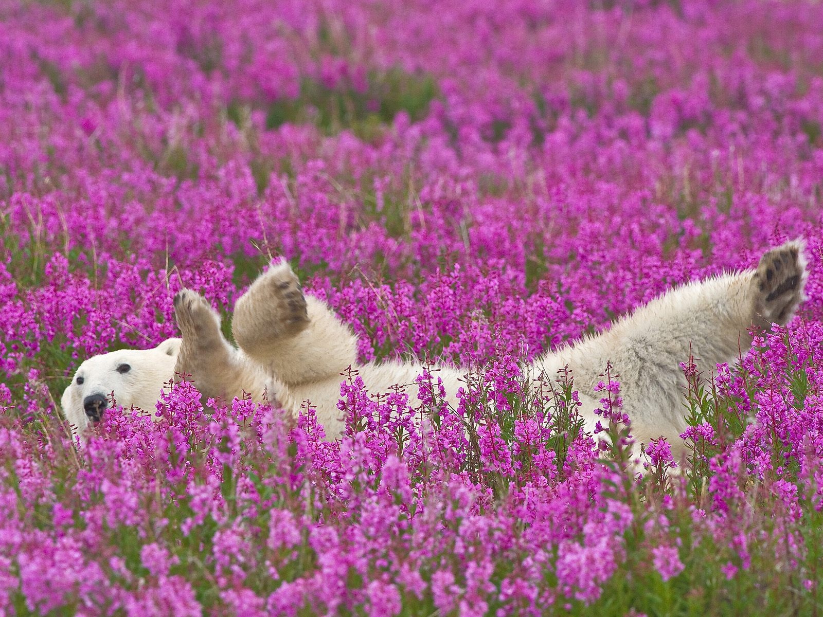 animal, polar bear, flower lock screen backgrounds