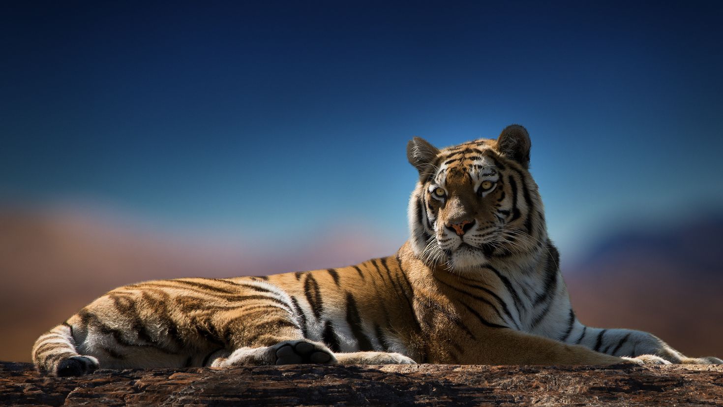 Картинки беспла. Уссурийский тигр. Красивый тигр. Тигор. Тигр обои.