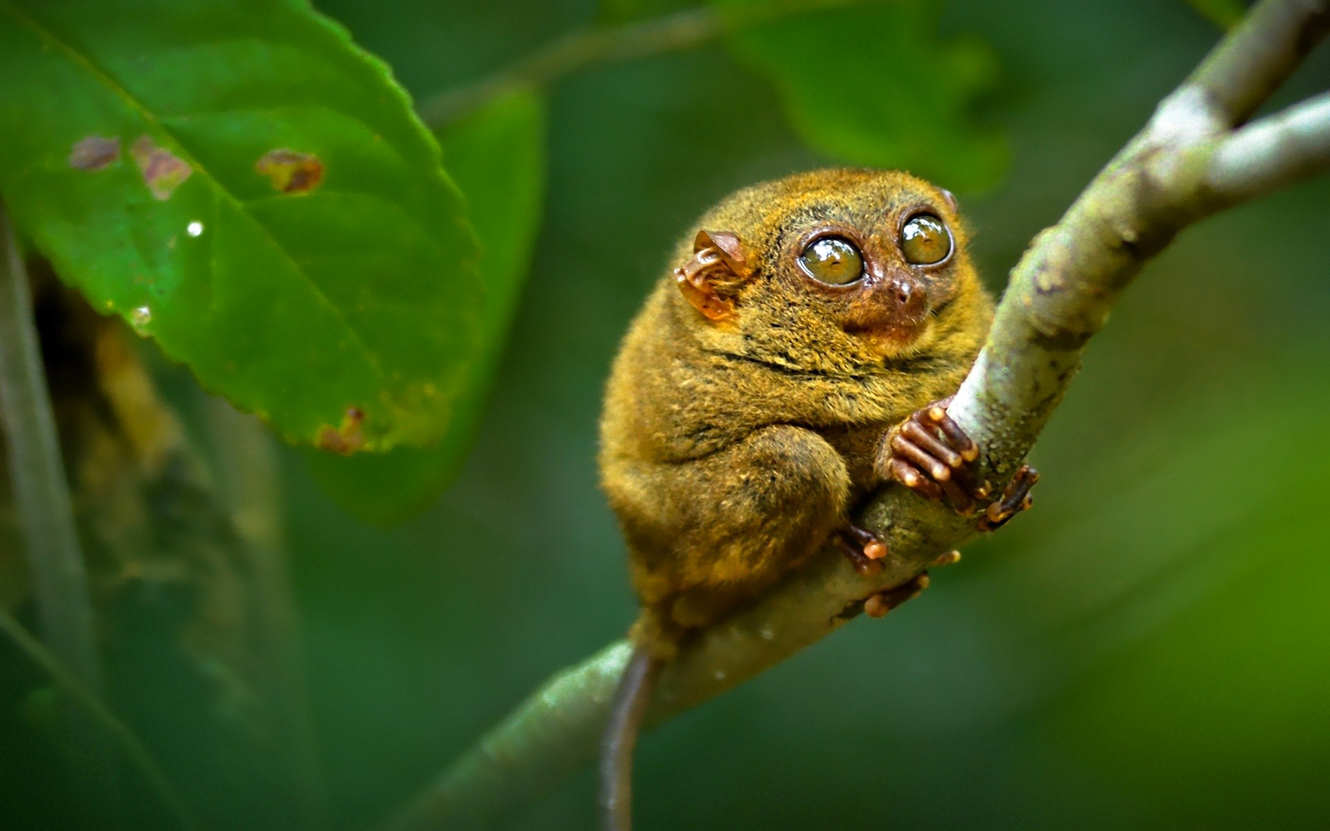 macro, animal, tarsier, monkeys HD wallpaper