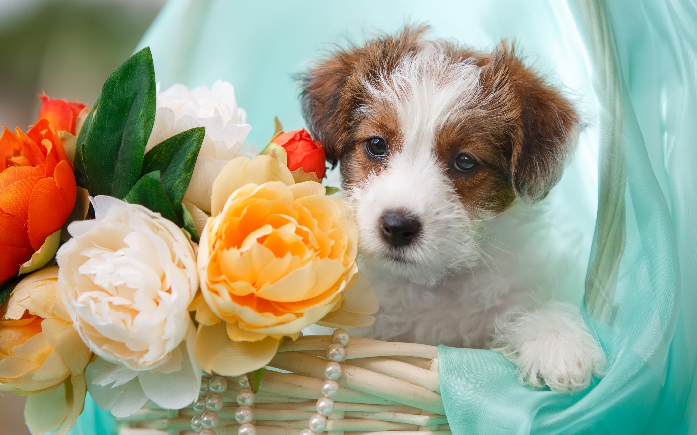 387546 descargar imagen animales, perro, flor, terrier, perros: fondos de pantalla y protectores de pantalla gratis