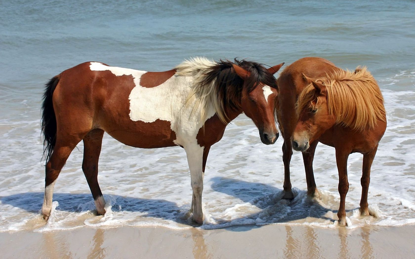 Laden Sie das Fleckig, Braun, Pferd, Paar, Gefleckt, Wasser, Tiere-Bild kostenlos auf Ihren PC-Desktop herunter