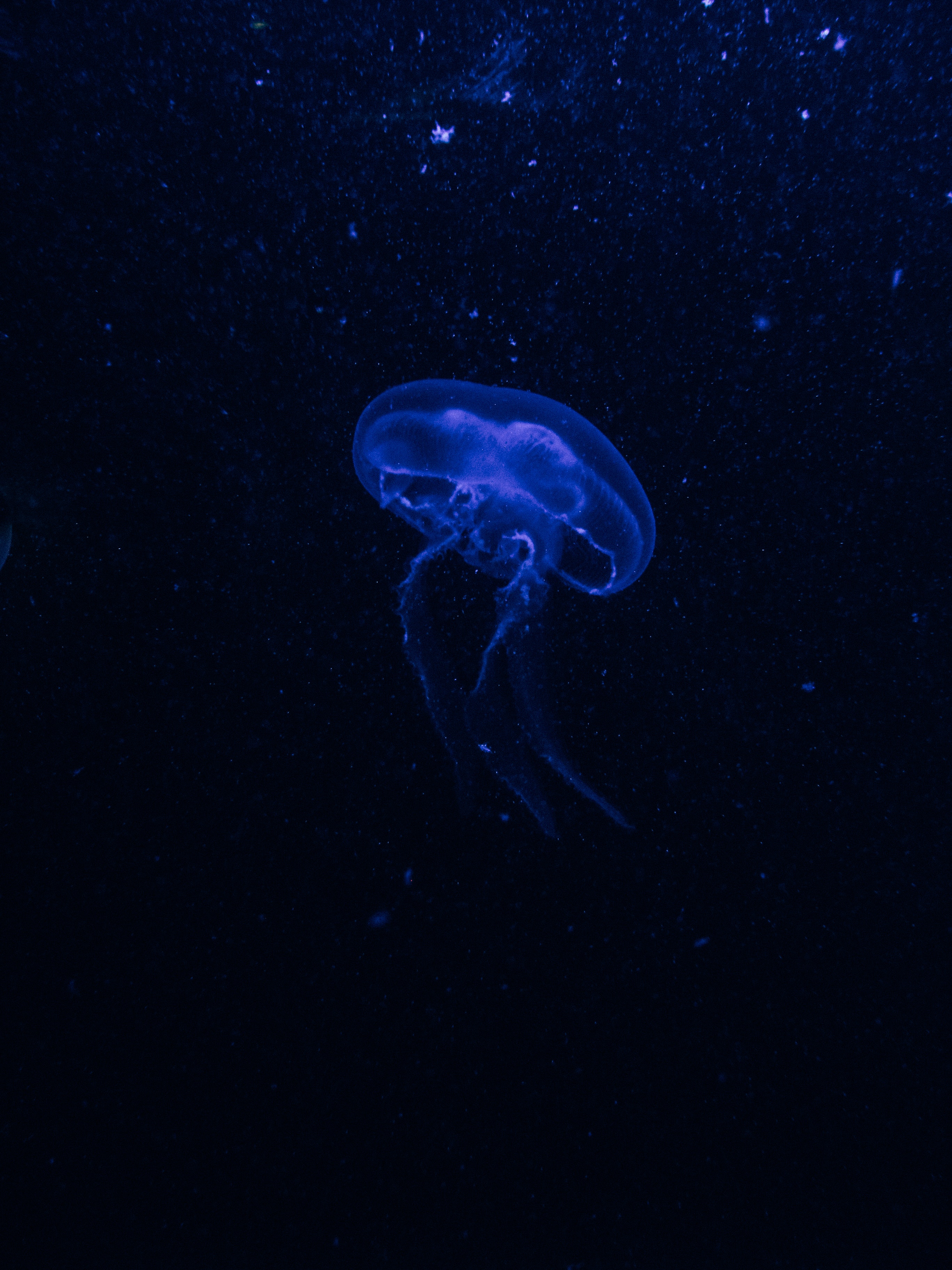 jellyfish, blue, dark, glow, underwater world, phosphorus, hydroid jellyfish 2160p